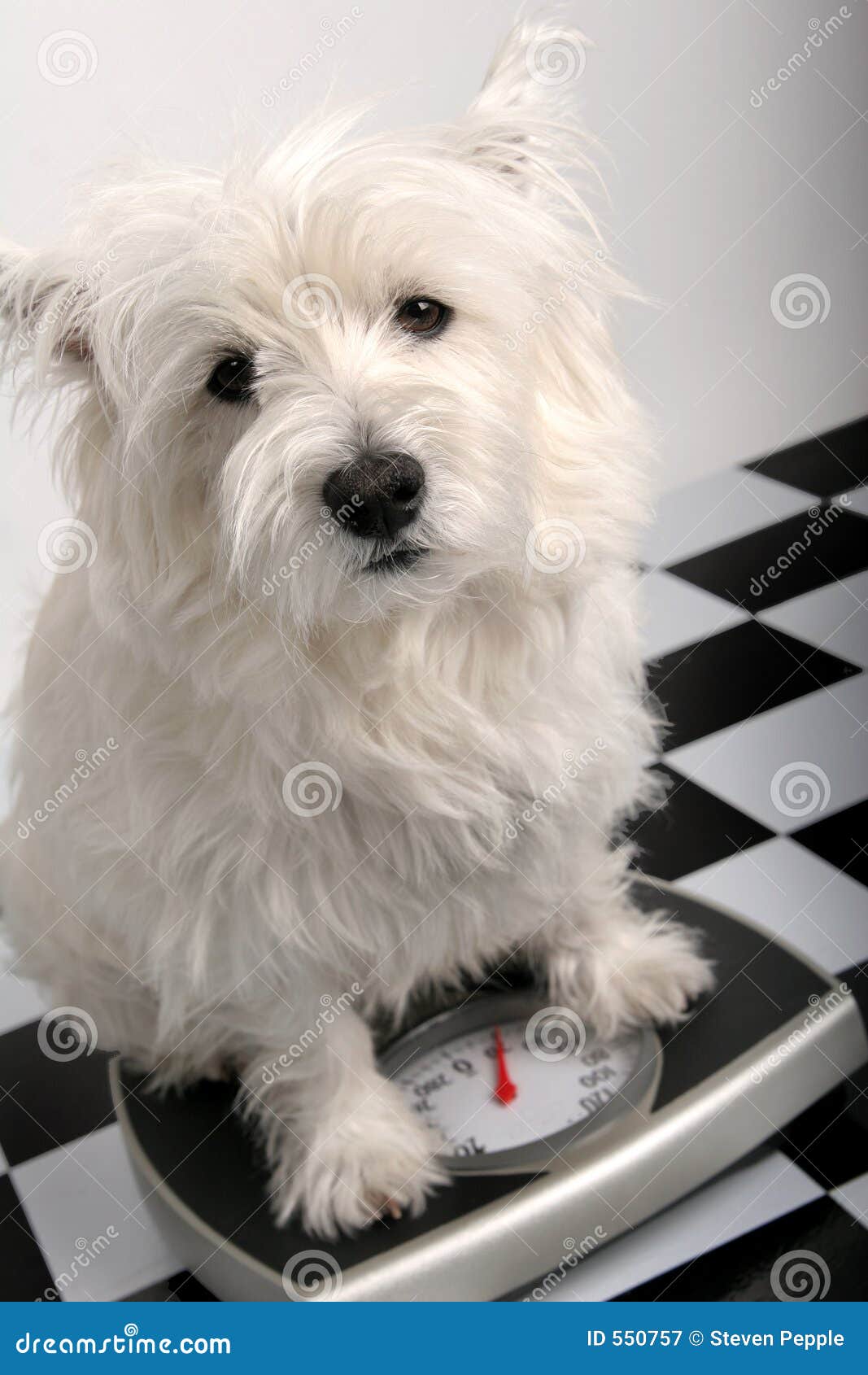 No diet for me! stock image. Image of diets, scales, canine 550757