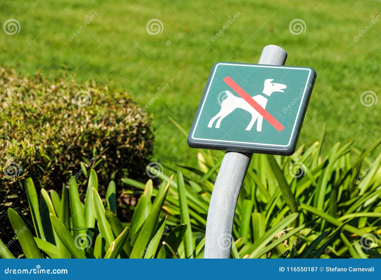 No Dogs Allowed on the Grass Area Sign Stock Image Image of black