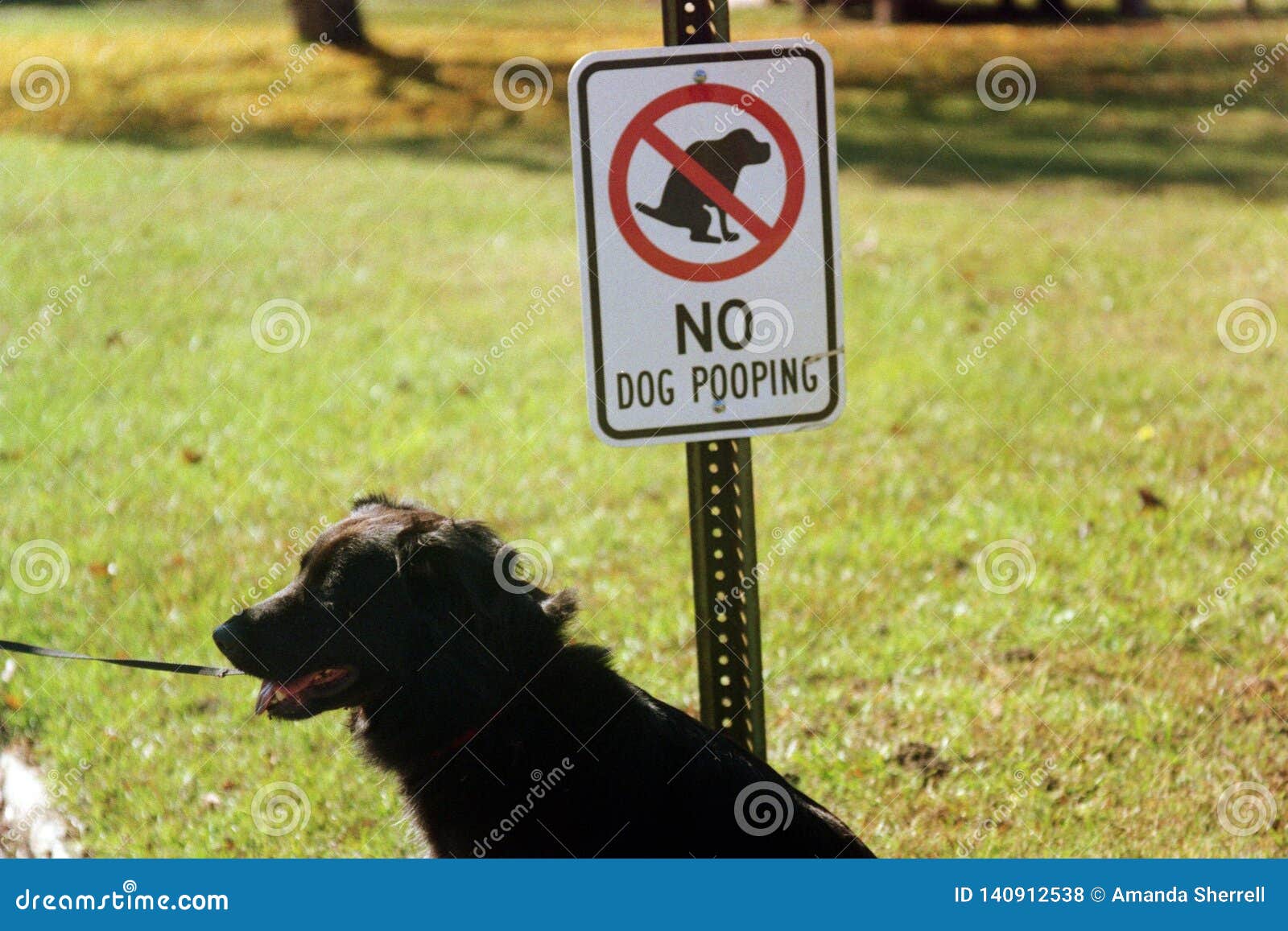 No Dogs Allowed stock photo. Image of gets, snapped - 140912538