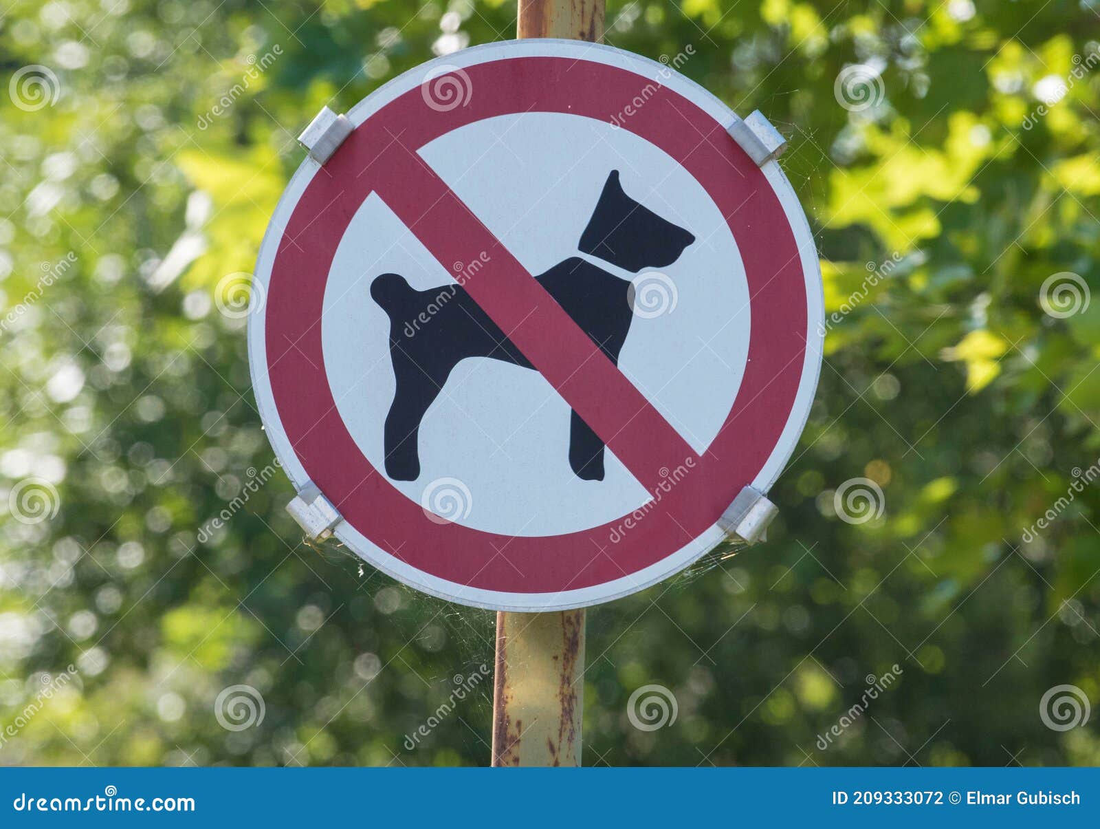 No Dogs Allowed Sign in the Park Stock Photo Image of glass, animal