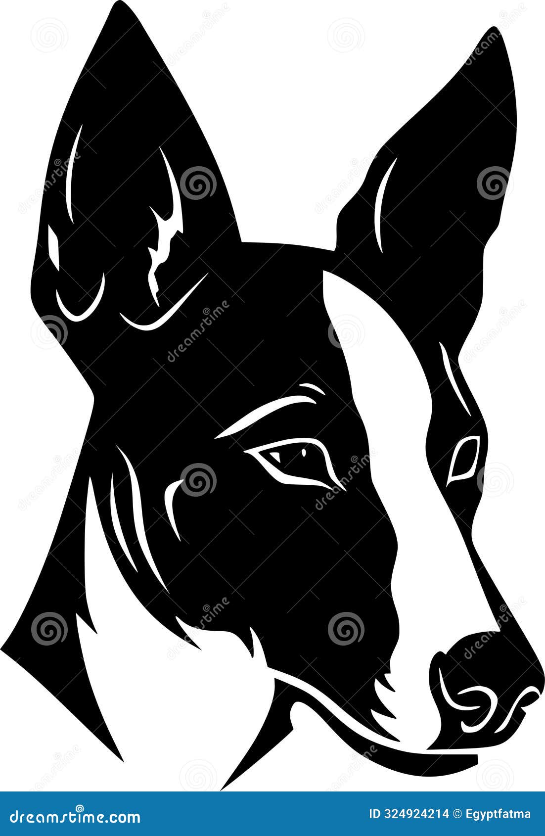 basenji - black and white  
