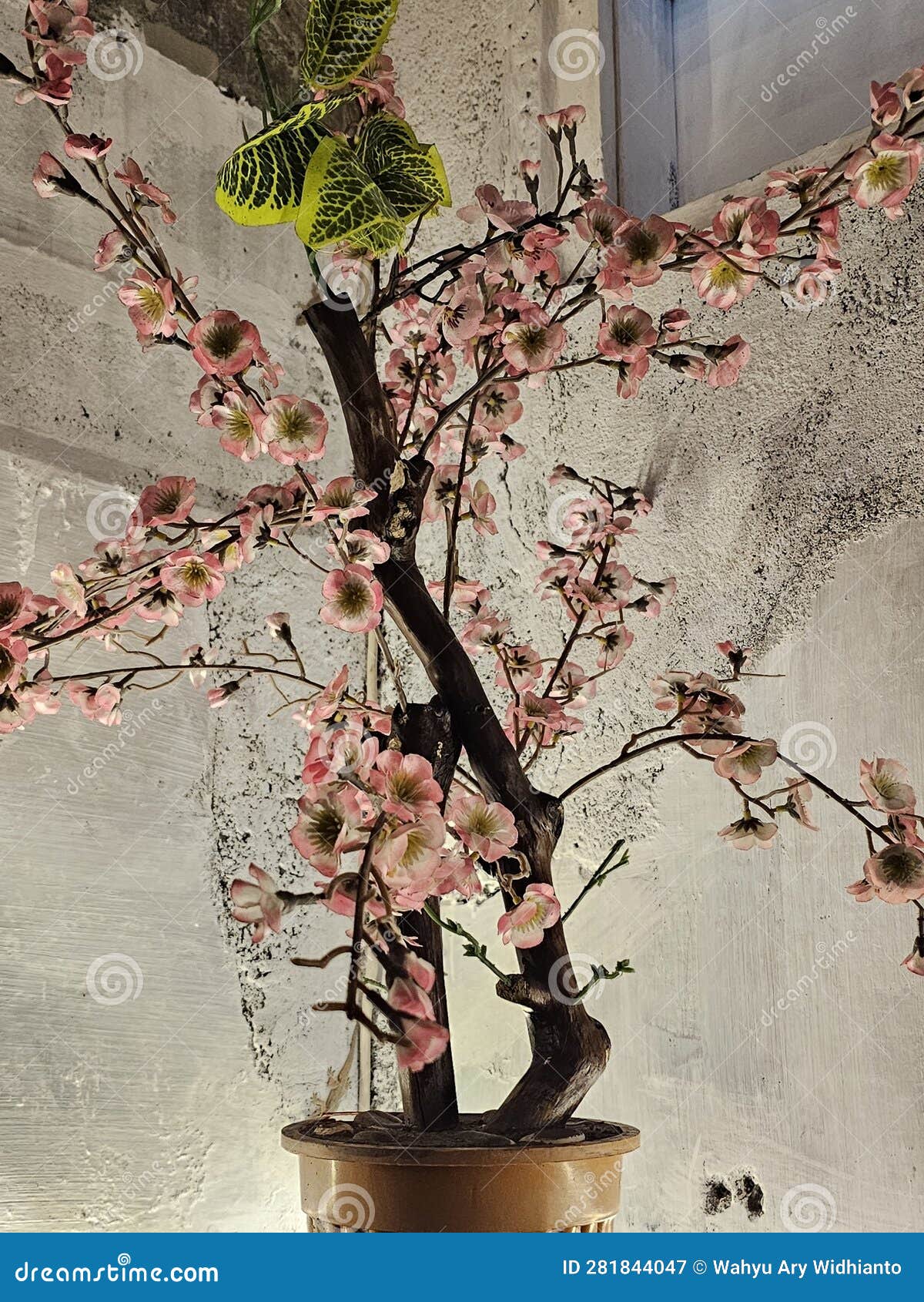 No Leaves Just Pink Flowers Stock Image Image of plant, shrub 281844047