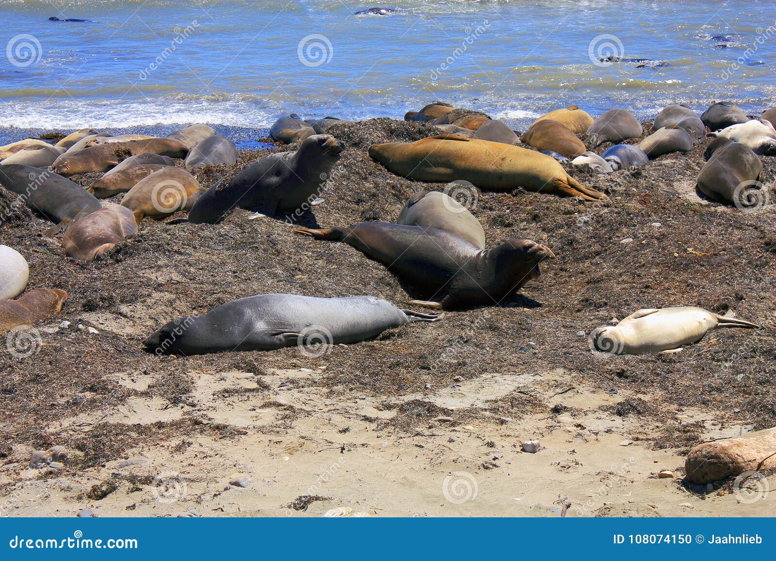 elephant seals, mirounga angustirostris, ano nuevo state park, pacific coast, california