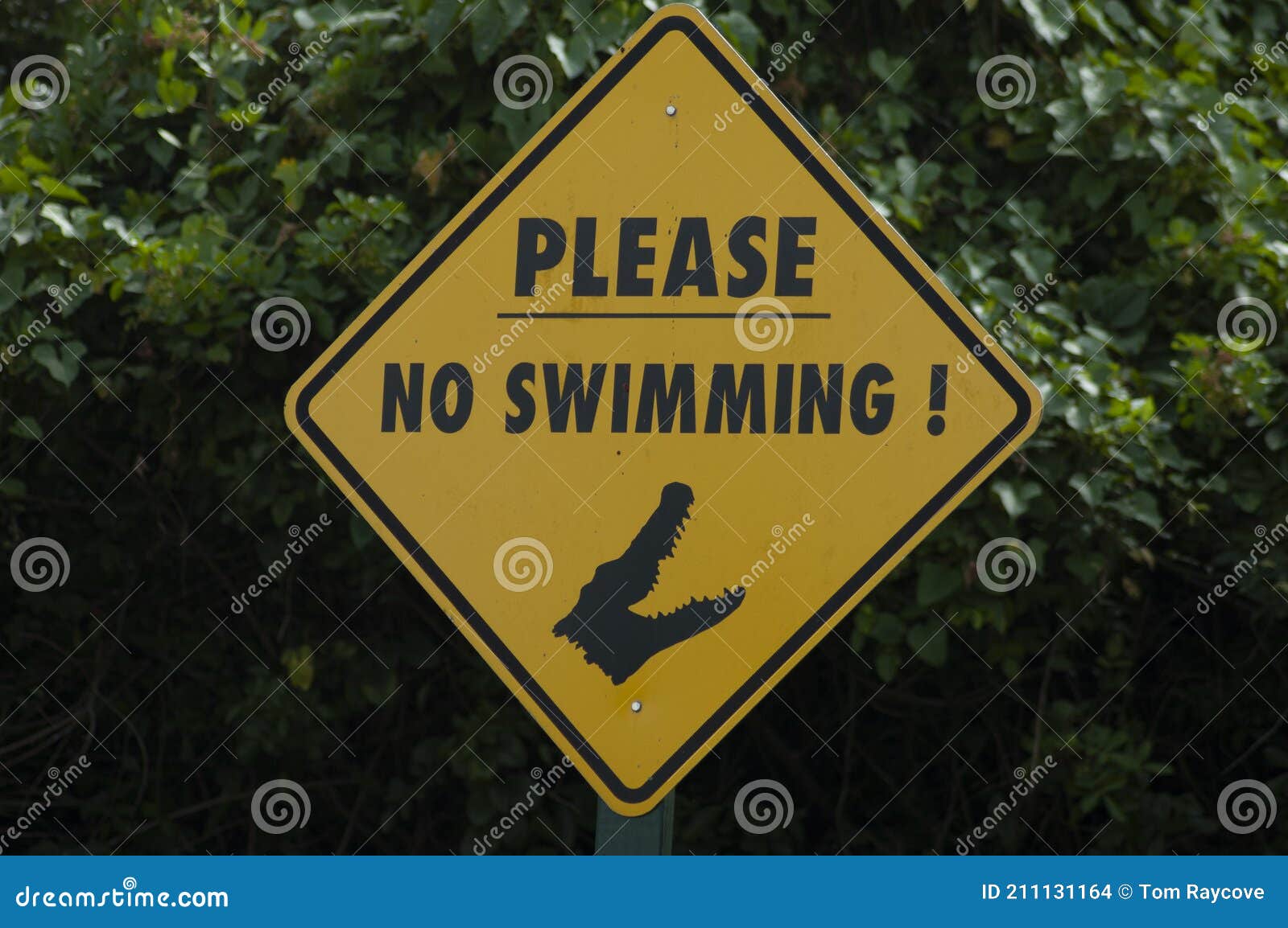 no swimming - dangerous alligators