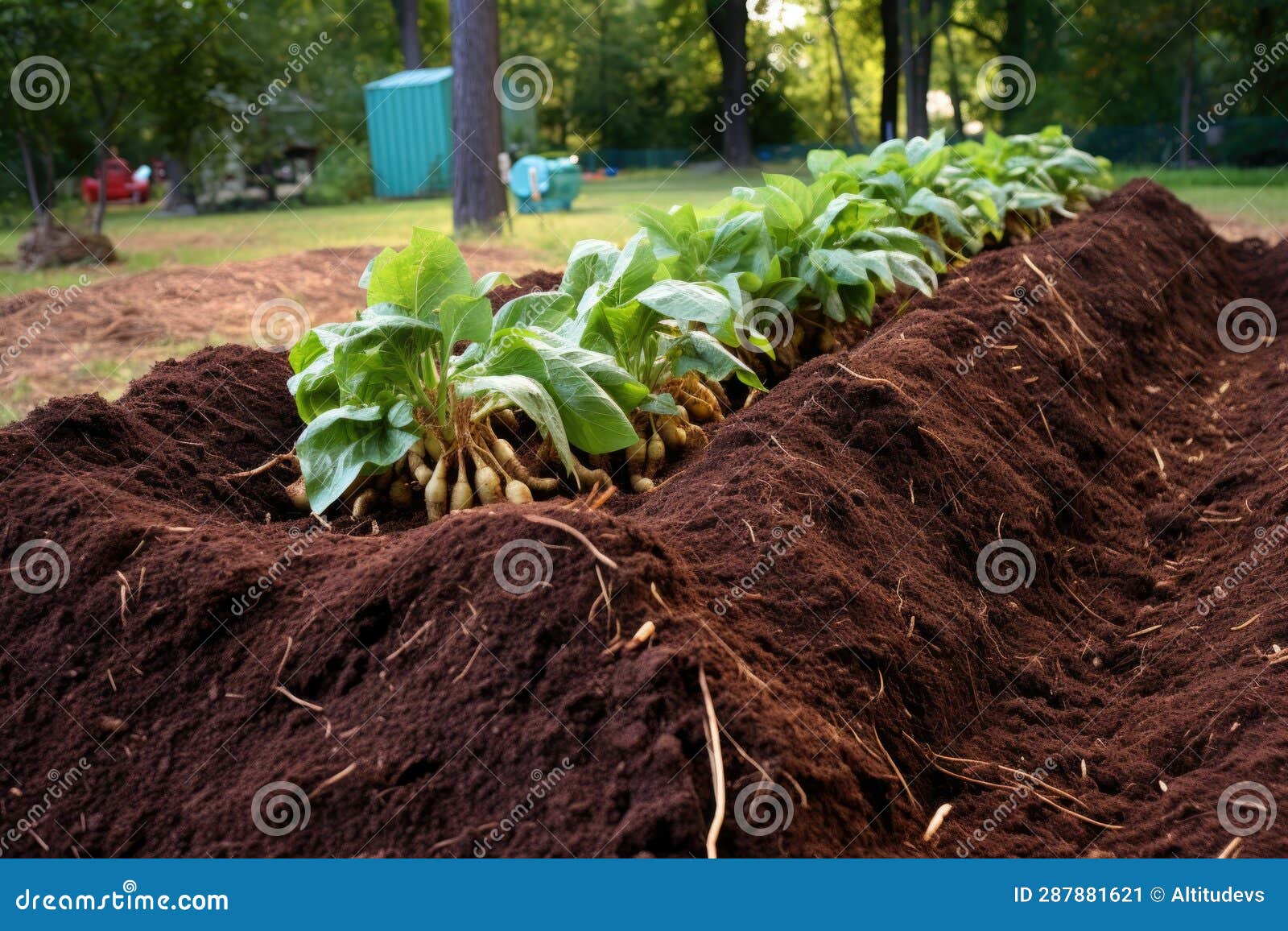 Notill Garden Bed with Mulchcovered Soil Stock Image Image of