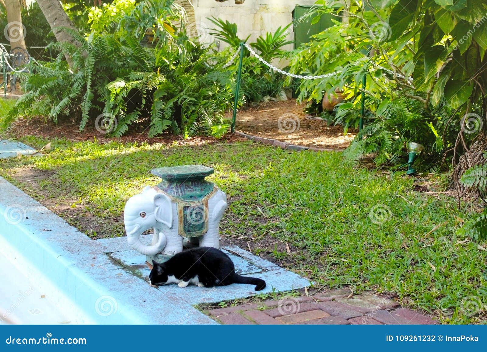 black polydactyl cat in the ernest hemingway home and museum in key west, florida.