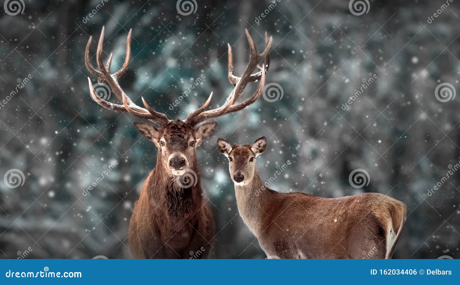 noble deer family in winter snow forest. artistic winter christmas landscape. winter wonderland.
