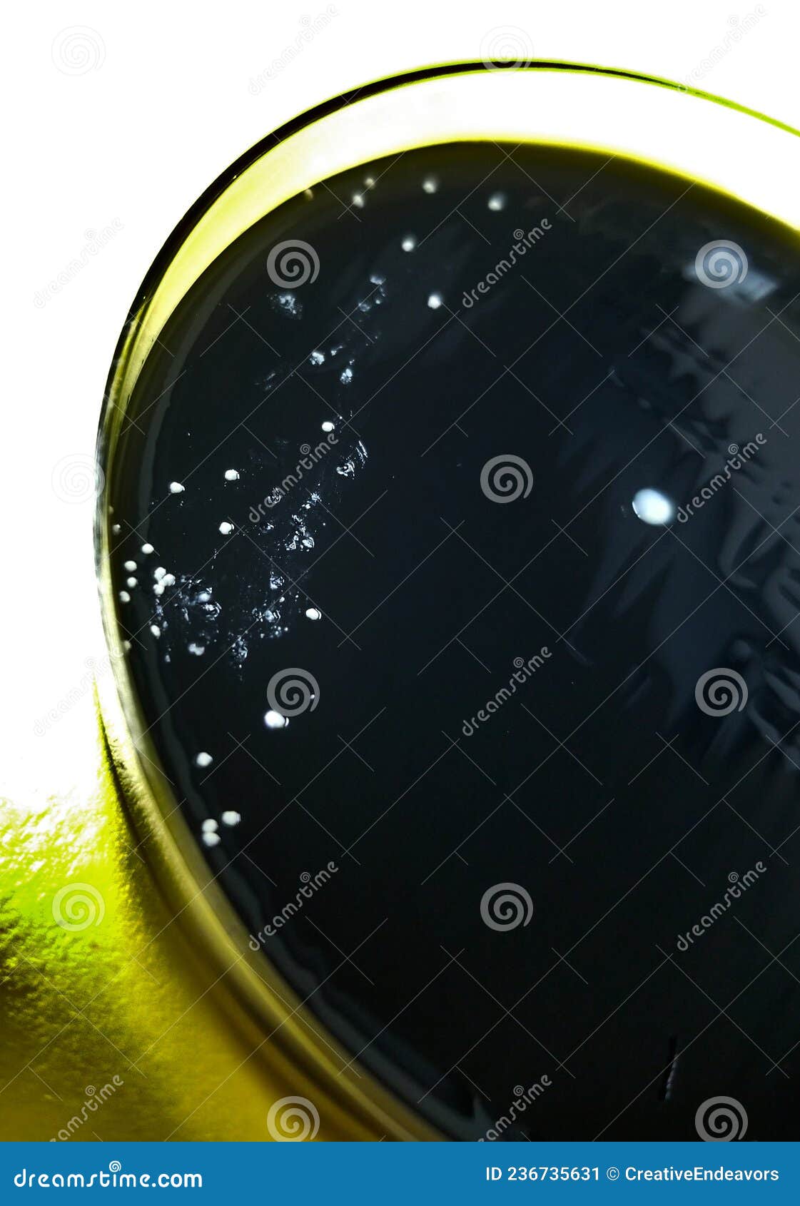 Nocardia on Buffered Charcoal Yeast Extract Agar Stock Illustration