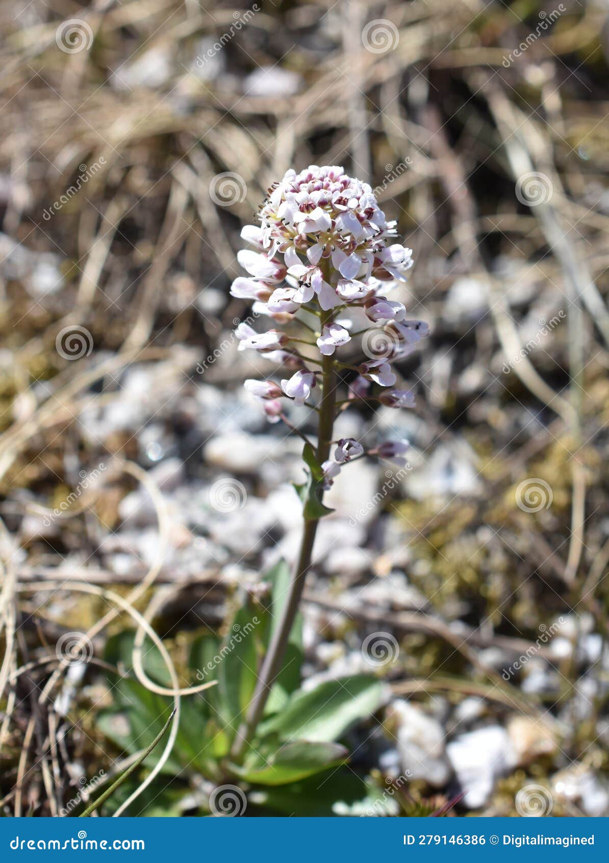 noccaea caerulescens alpine penny-cress springtime wildflower