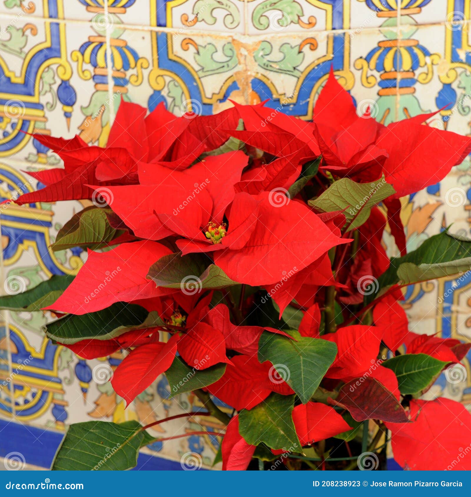 Nochebuena En Fondo De Baldosas En Sevilla Andalucía España Imagen de  archivo - Imagen de flor, color: 208238923