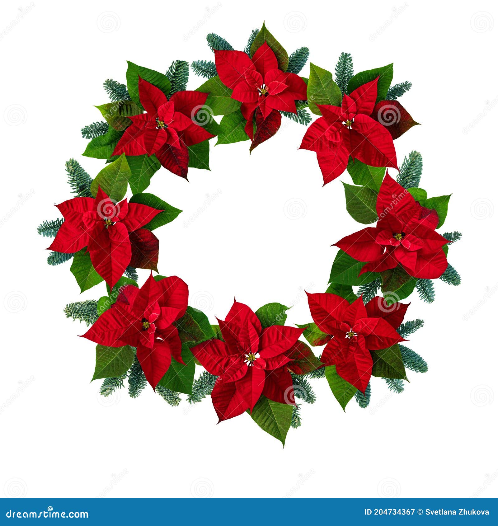 Nochebuena Nochebuena Flores Y Azul Noble Abeto Ramas Corona Aislado En Blanco Imagen de archivo - Imagen de invierno, verde: 204734367 Nochebuena Nochebuena Flores Y Azul Noble Abeto Ramas Corona Aislado En Blanco Imagen de archivo - Imagen de invierno, verde: 204734367