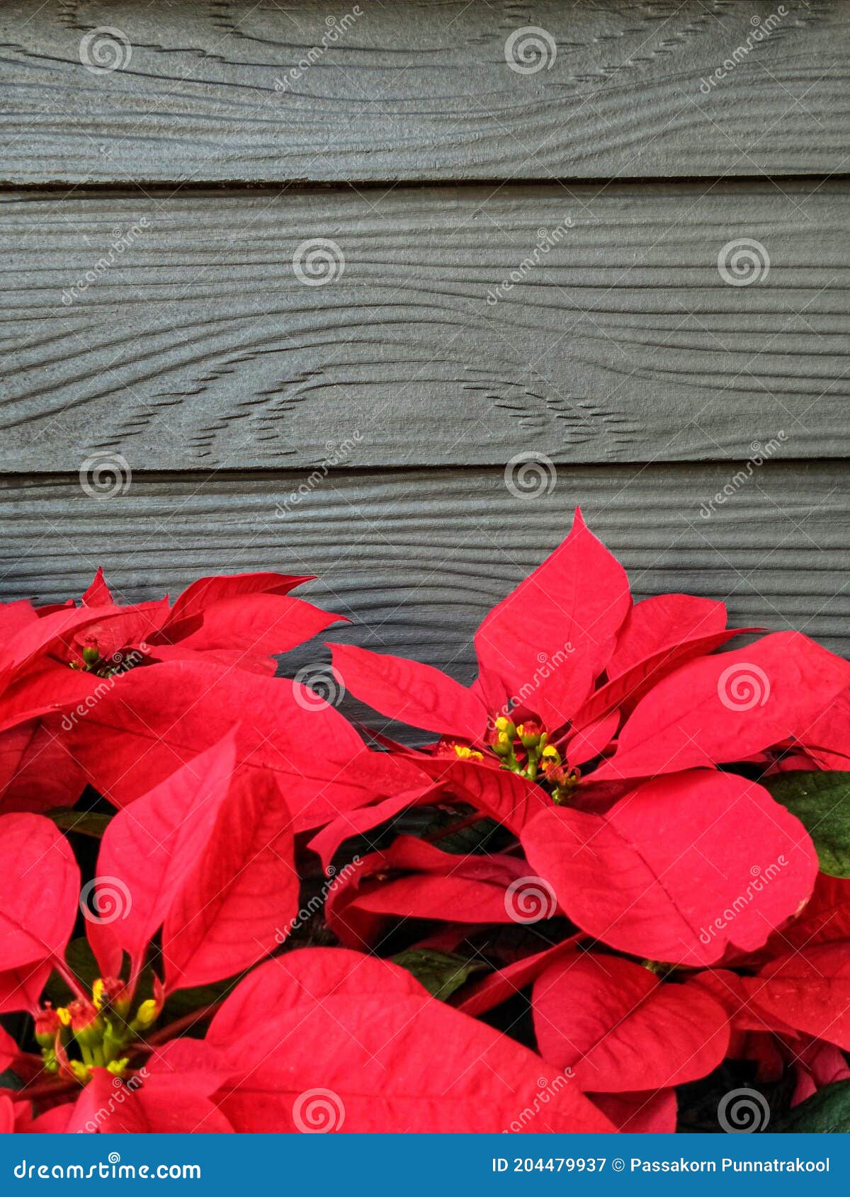 Nochebuena Roja Para Navidad Tema. Imagen de archivo - Imagen de verde,  travieso: 204479937