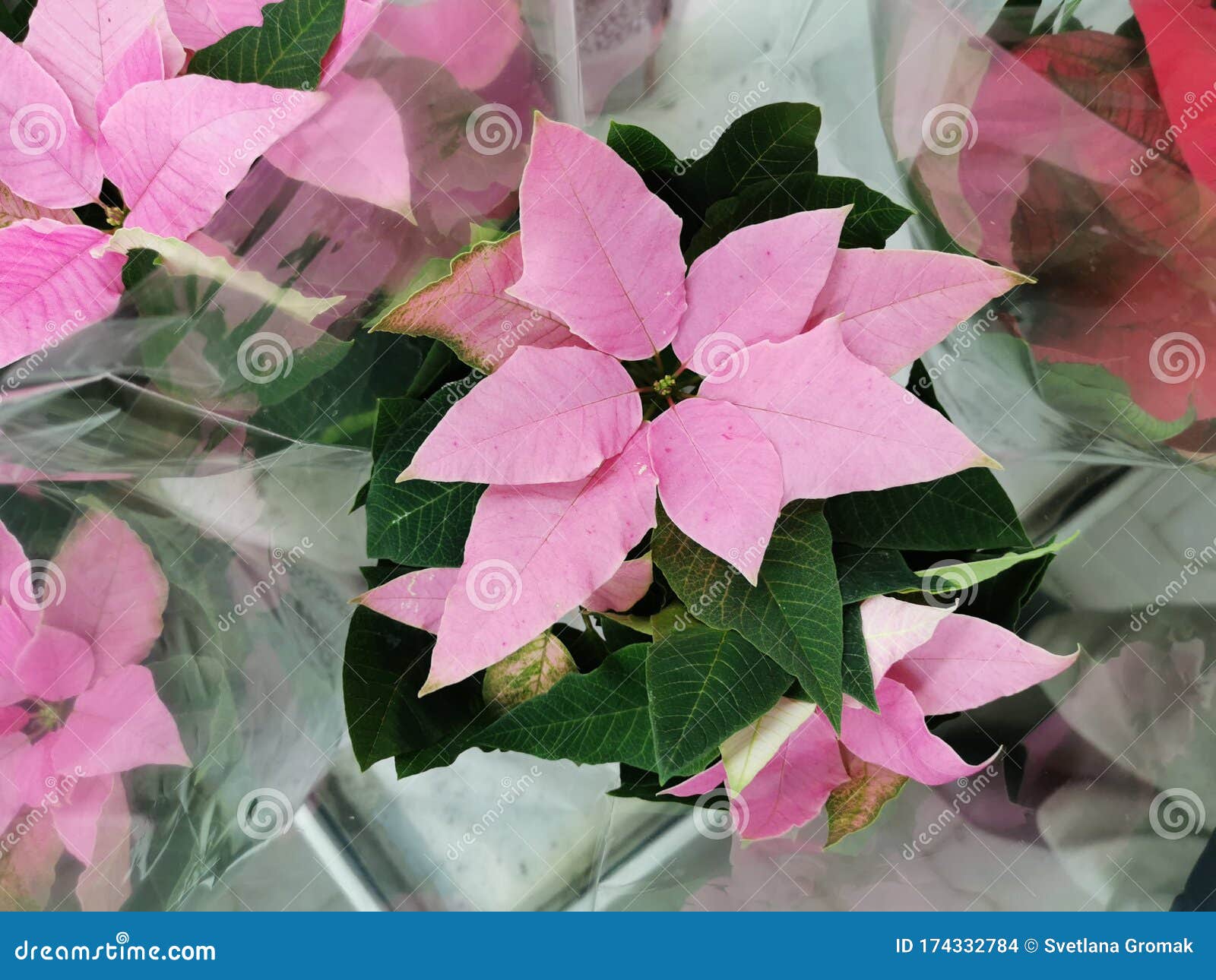 Nochebuena Rosa En Una Flor De Años Posnuevos Cerrar Foto de archivo -  Imagen de regalo, fondo: 174332784