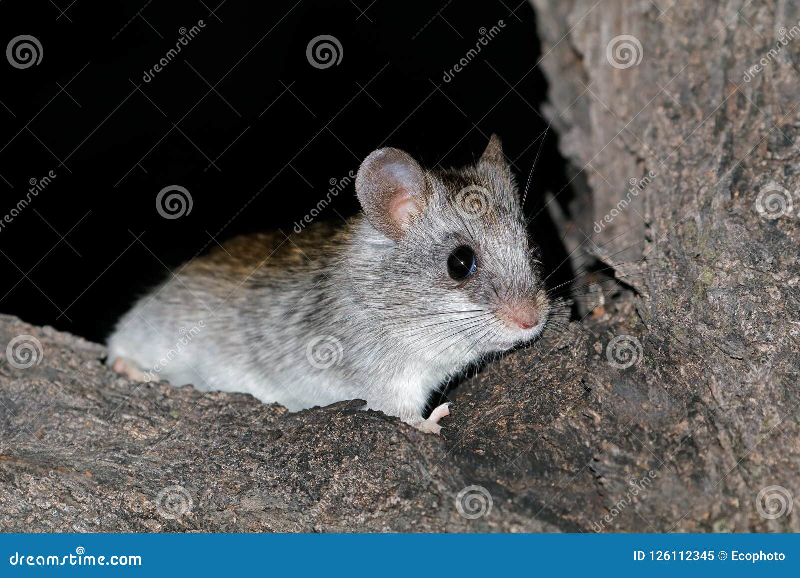 nocturnal acacia tree rat
