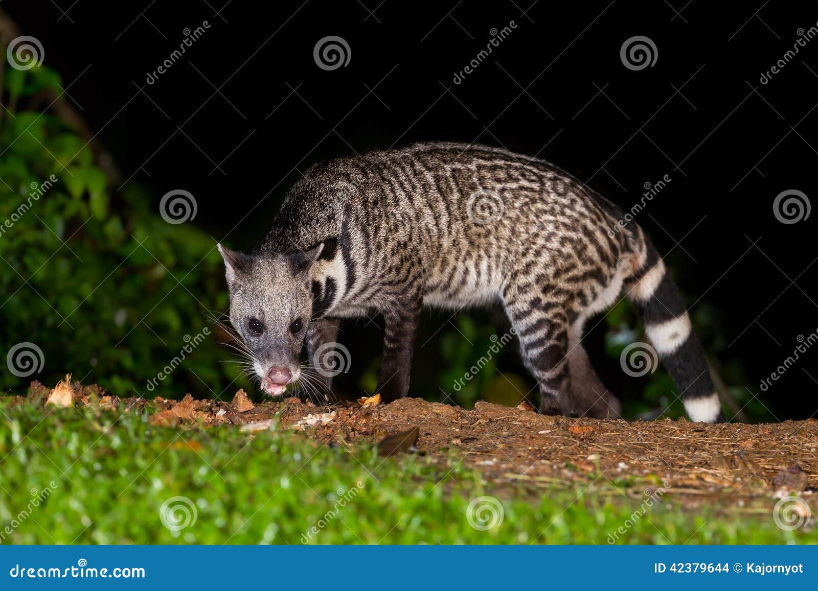 nocturnal animals viverra zibetha