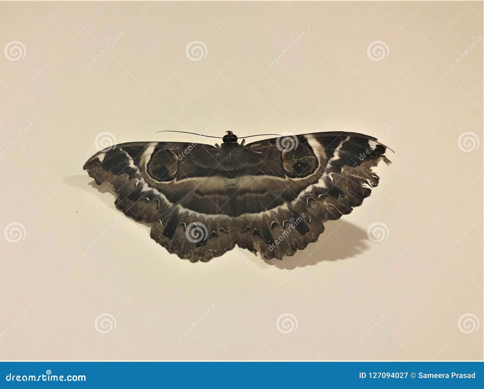 The nocturnal butterfly stock image. Image of nature 127094027