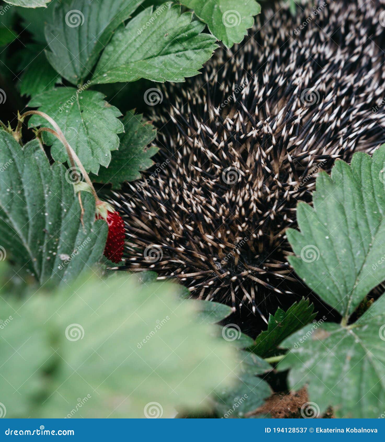 Nocturnal Forest Dweller, a Small Predatory Vertebrate Rare Mammalian Animal  with Sharp Spines on Its Back. a Small Prickly Stock Image - Image of  blurred, animals: 194128537