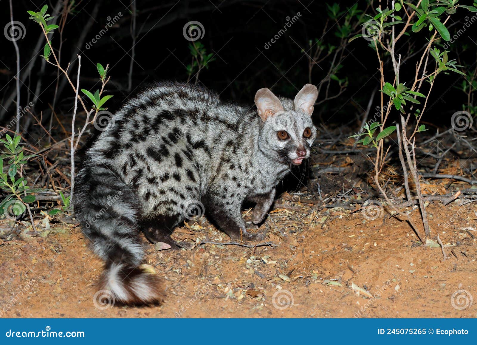 nocturnal large-spotted genet -south africa
