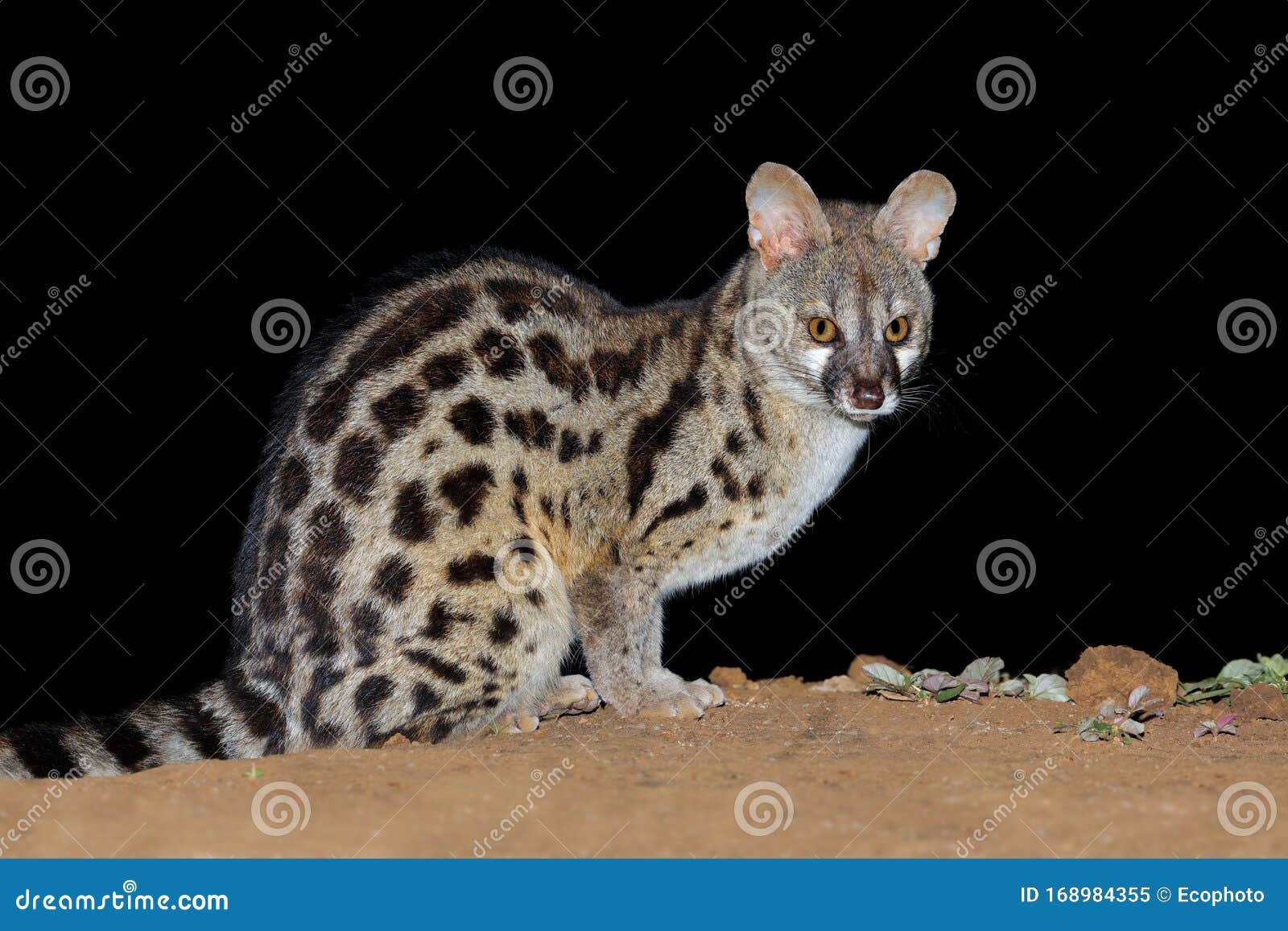 nocturnal large-spotted genet - south africa