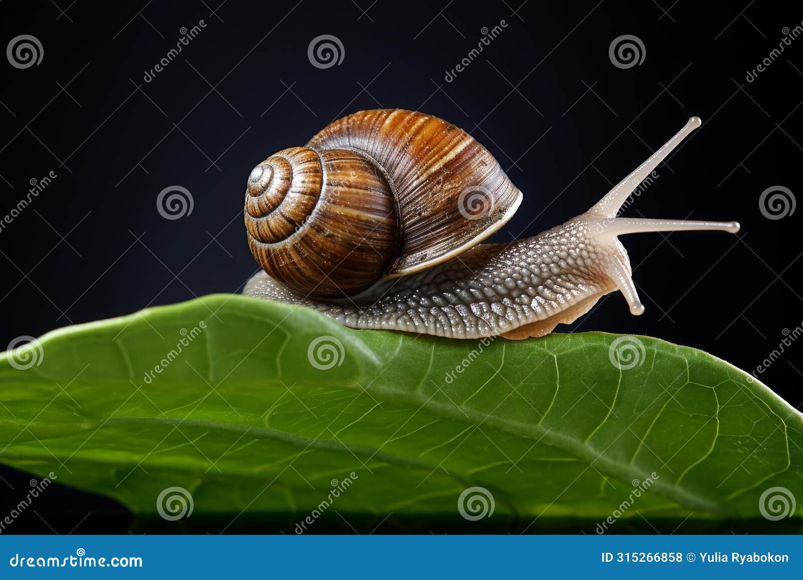 nocturnal nature snail on tree. generate ai