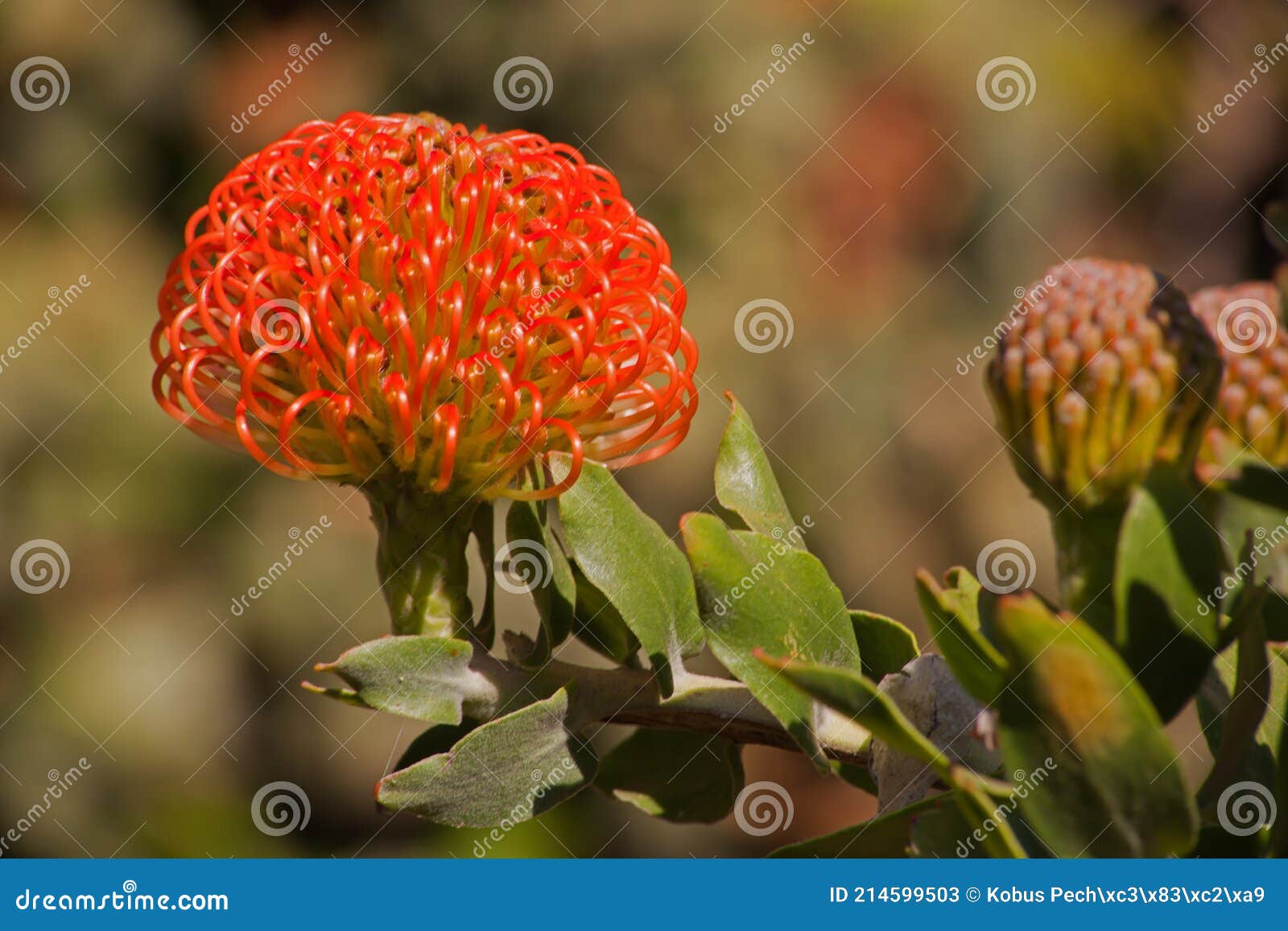 Leucospermum cordifolium (Nodding Pincushion)