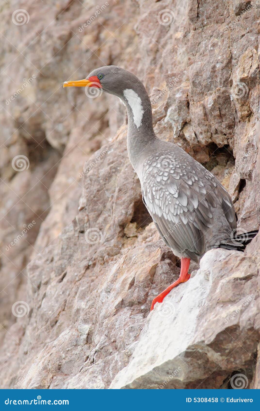 Nogi kormoranów patagonii czerwony. Gaimardi kormorana phalacrocorax czworonożne czerwony