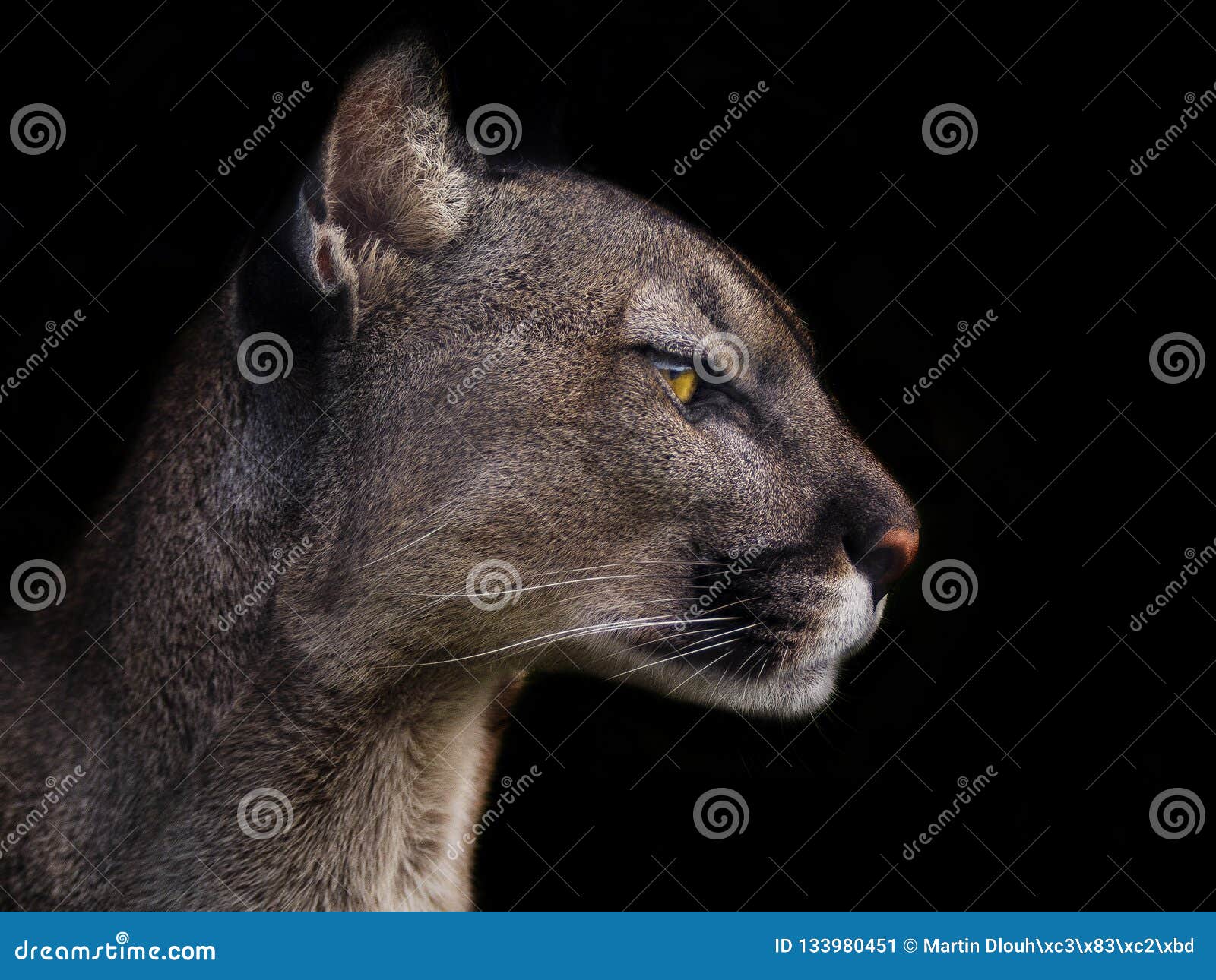 Noir de puma image stock. Image du animal, beau, animaux - 133980451