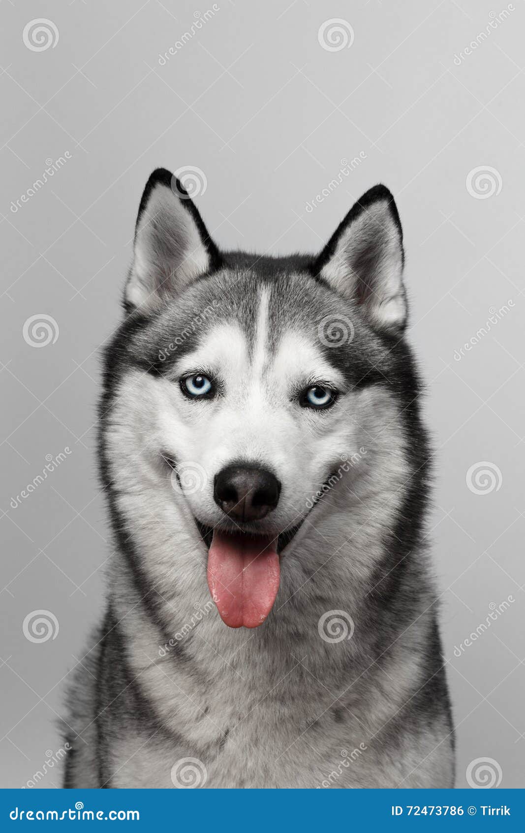 Noir Et Blanc Adorable Avec Des Yeux Bleus Enroues Projectile De Studio Sur Le Fond Gris Concentre Sur Des Yeux Photo Stock Image Du Heureux Animal Noir Et Blanc Adorable Avec Des Yeux Bleus Enroues Projectile De Studio Sur Le Fond Gris Concentre Sur Des Yeux Photo Stock Image Du Heureux Animal