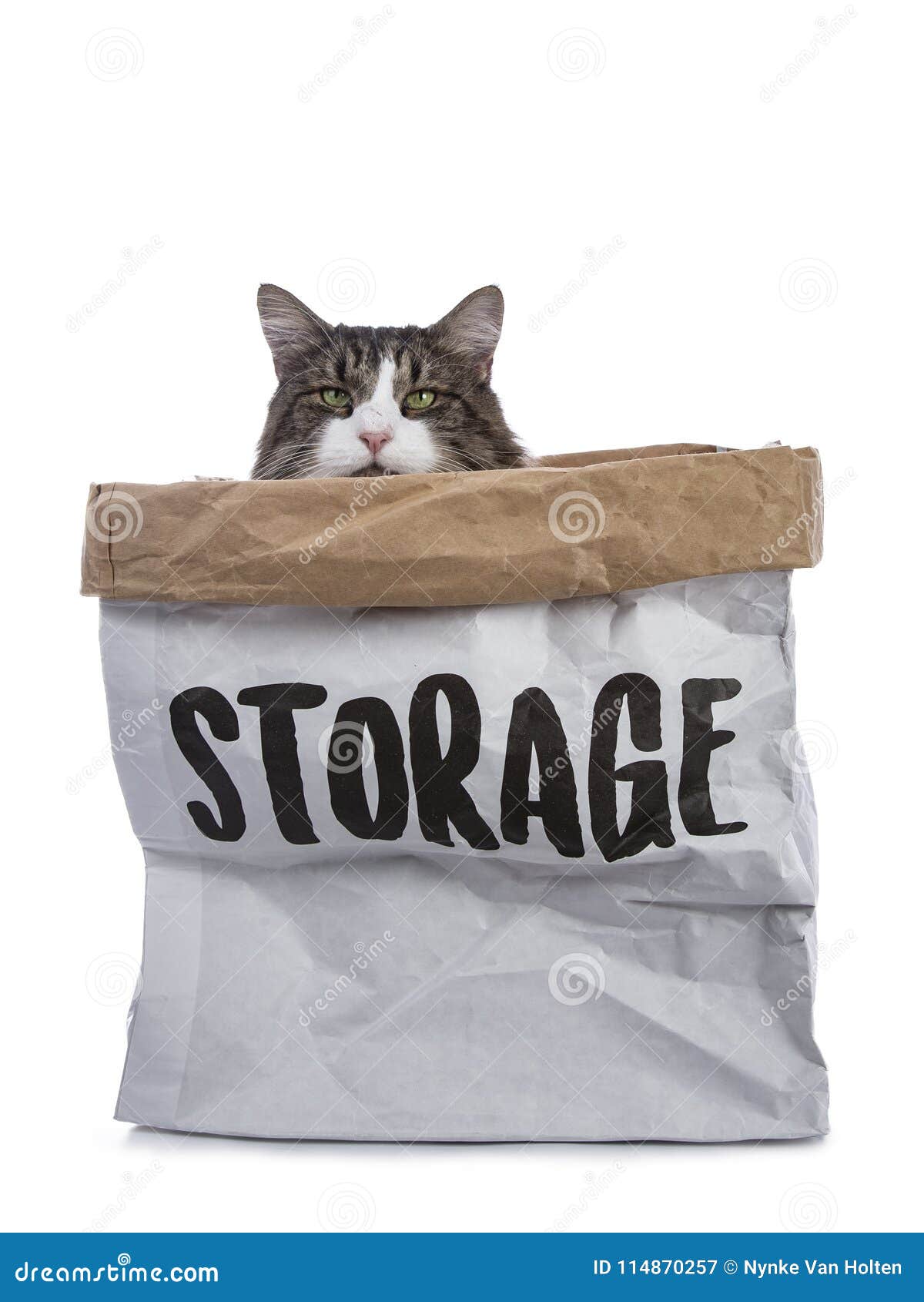 Noir Tigre Avec Le Chat Norvegien Blanc De Foret Se Reposant Dans Le Sac De Papier D Etape Regardant Avec Hypnotiser Les Yeux Ver Image Stock Image Du Brun Hiding