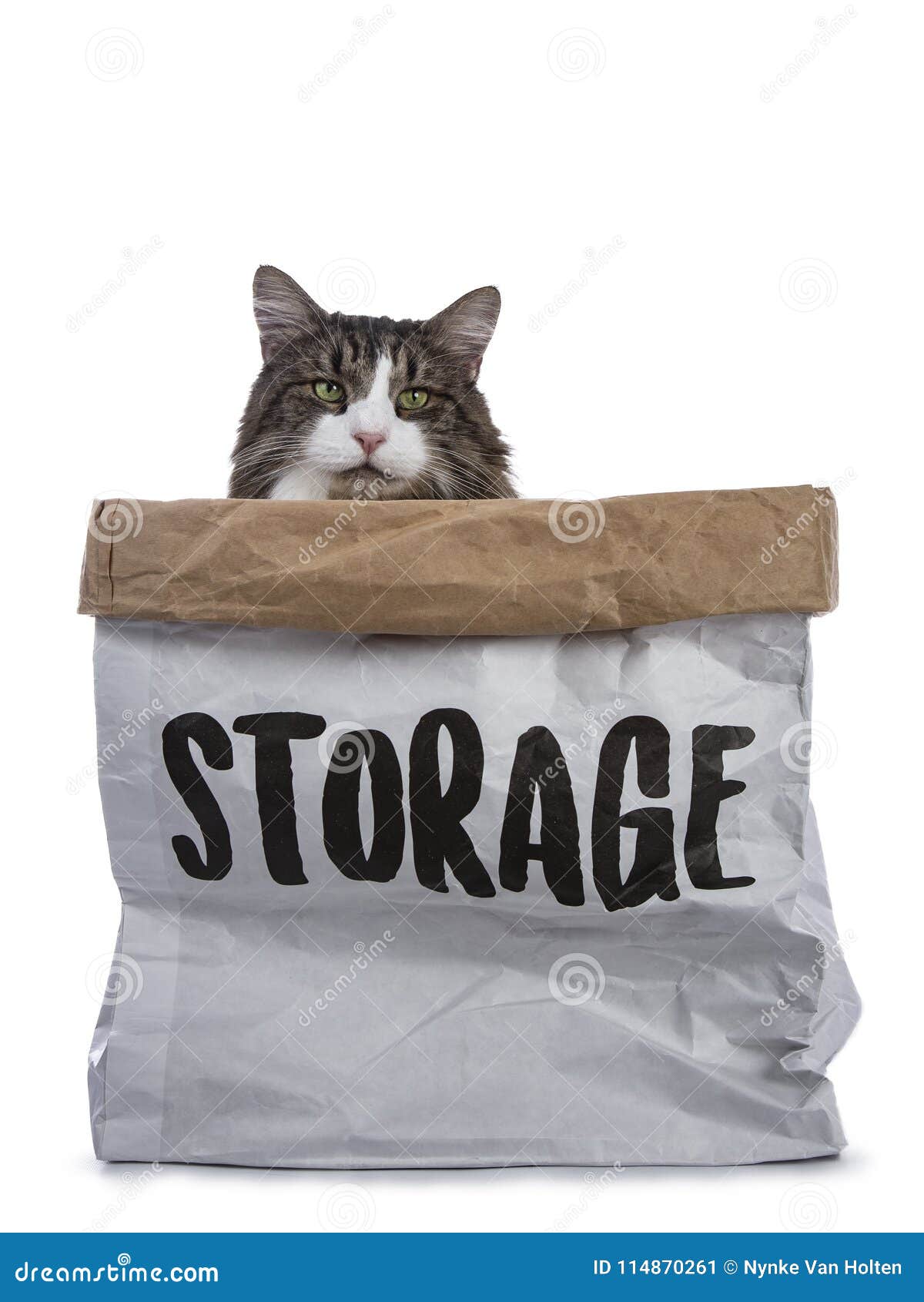 Noir Tigre Avec Le Chat Norvegien Blanc De Foret Se Reposant Dans Le Sac De Papier D Etape Regardant Avec Hypnotiser Les Yeux Ver Image Stock Image Du Carton Chat