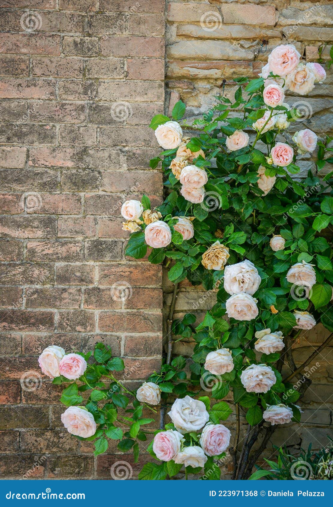 noisette rose bush near an ancient wall
