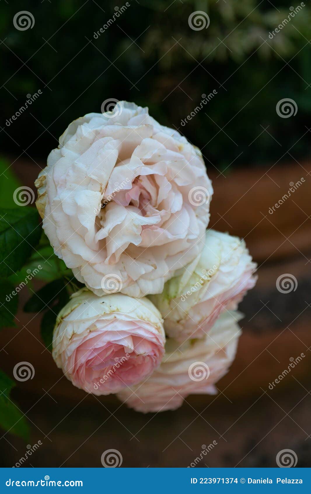 noisette white and pink roses