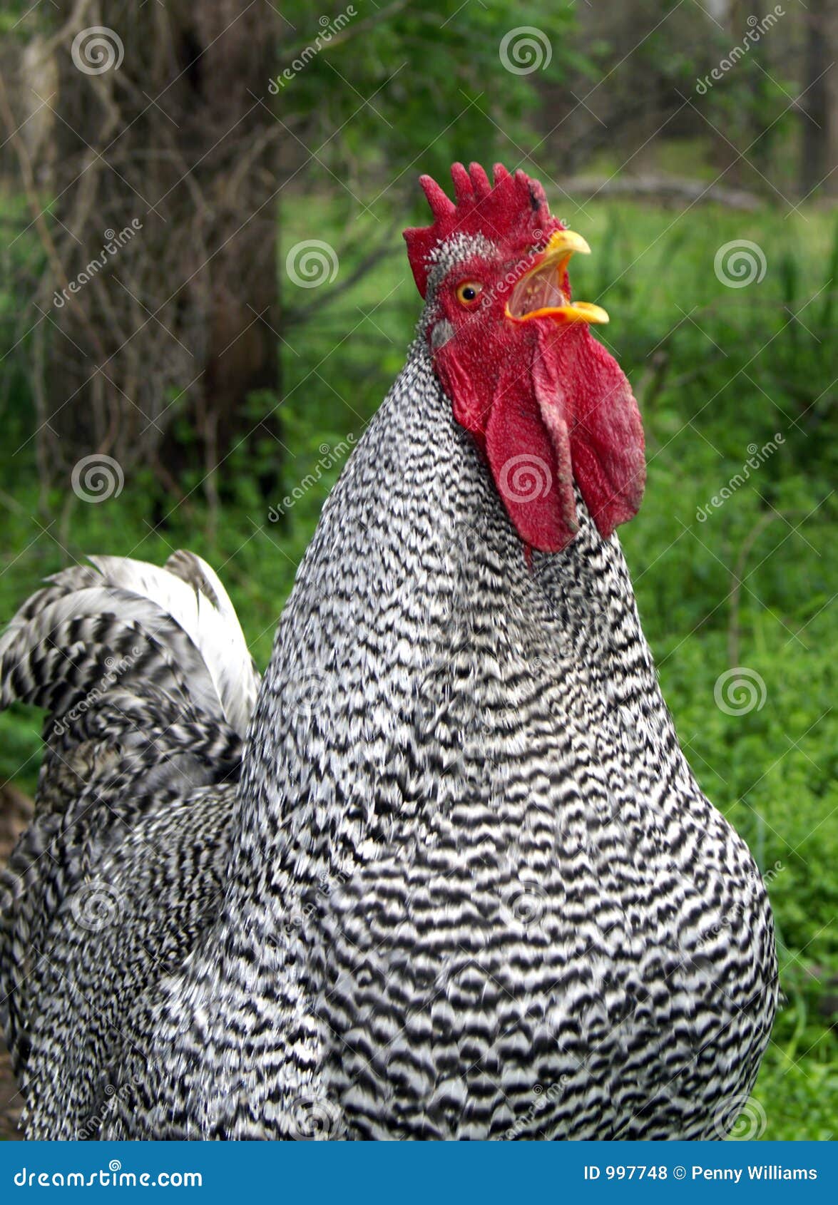 Noisy Chicken stock photo. Image of barnyard, bird, beak 997748