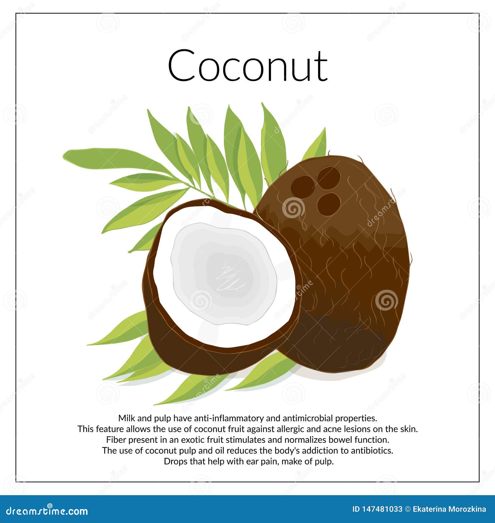 Illustration dépeignant la noix de coco et les morceaux juteux de noix de coco sur des feuilles d'un palmier Carte de cru décrivant les avantages de la noix de coco