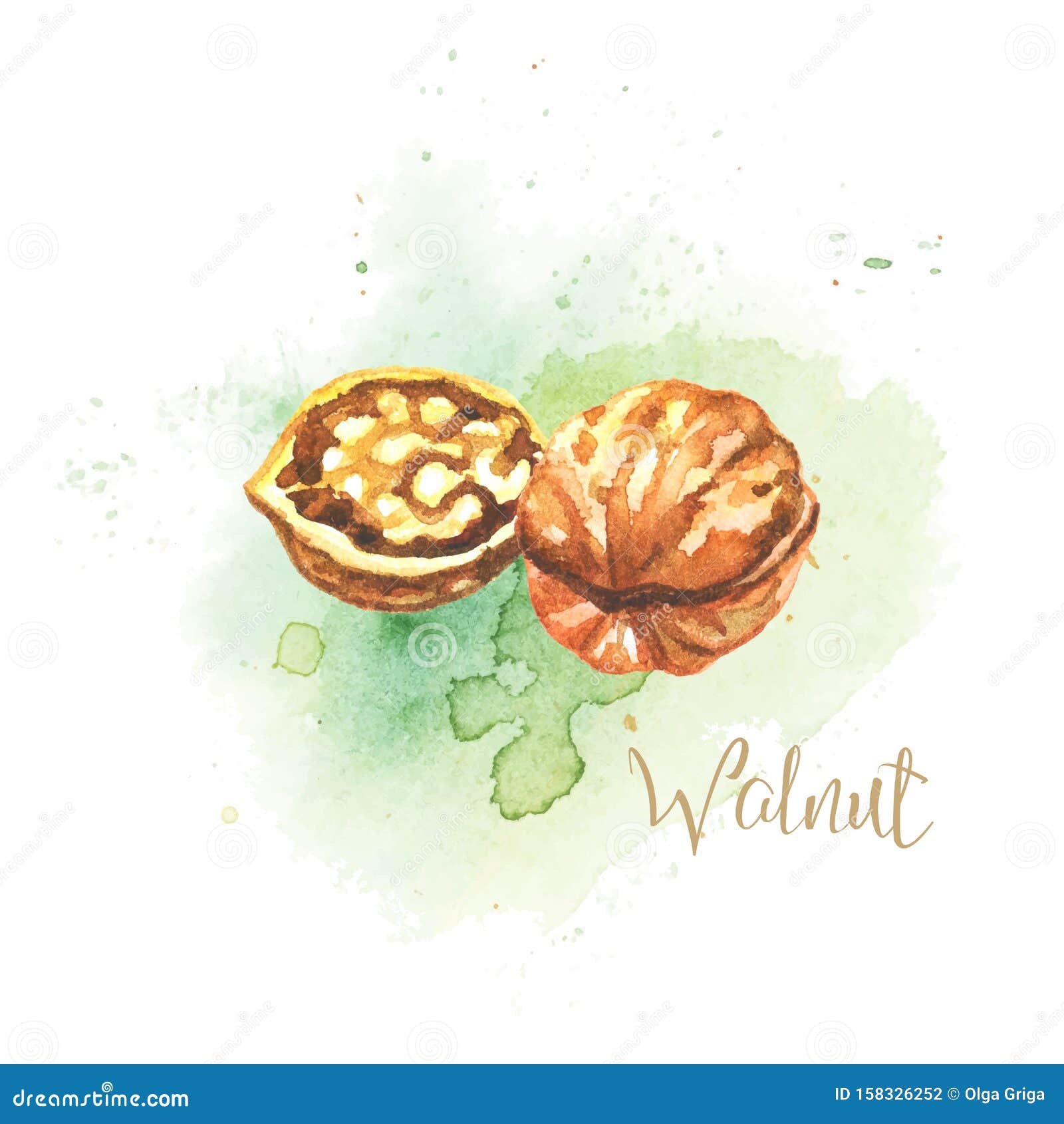Noix Illustration De L Aquarelle Illustration Vectorielle Nature Vegetarien Illustration De Vecteur Illustration Du Noix Dessin Noix Illustration De L Aquarelle Illustration Vectorielle Nature Vegetarien Illustration De Vecteur Illustration Du Noix Dessin