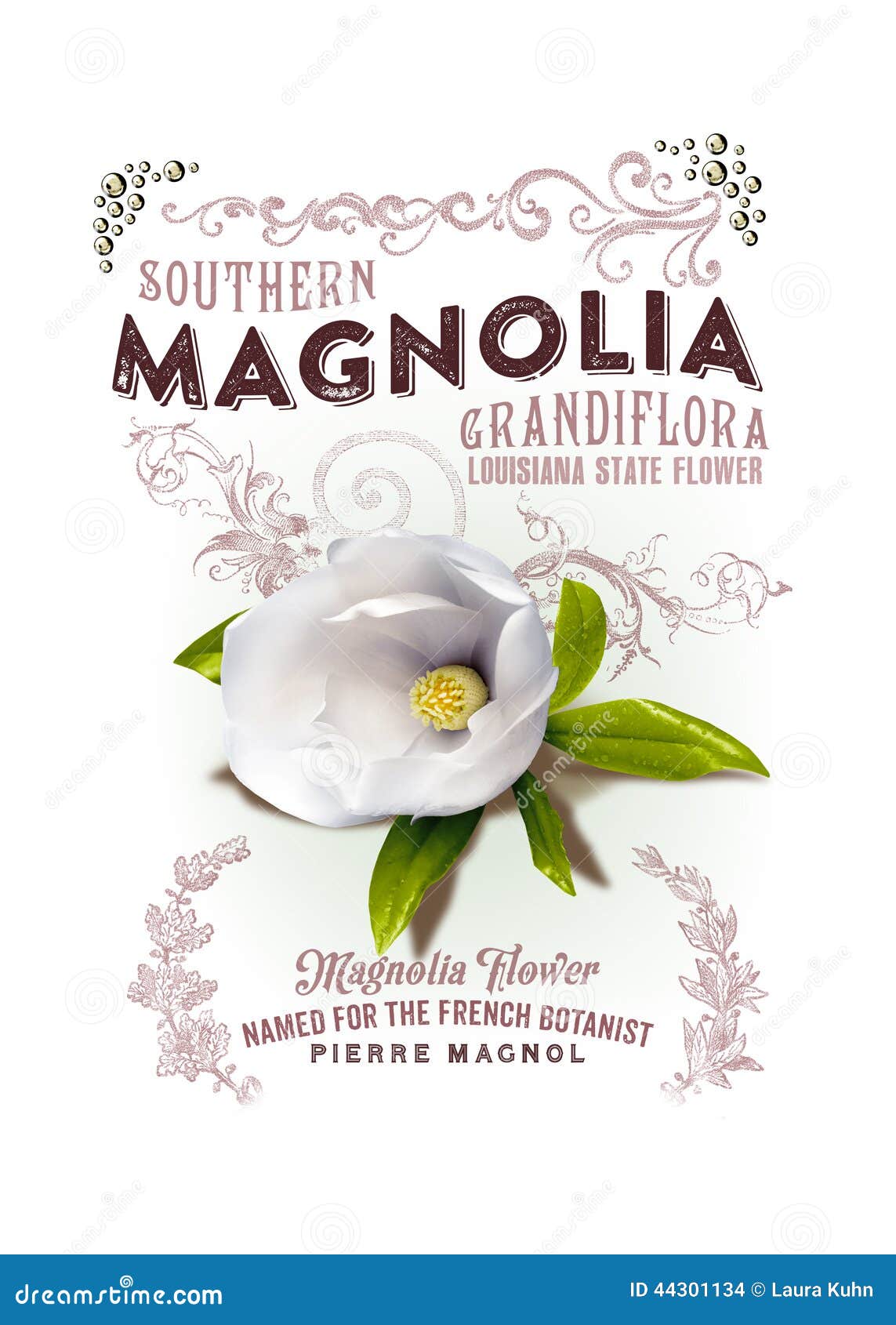 nola collection louisiana magnolia background