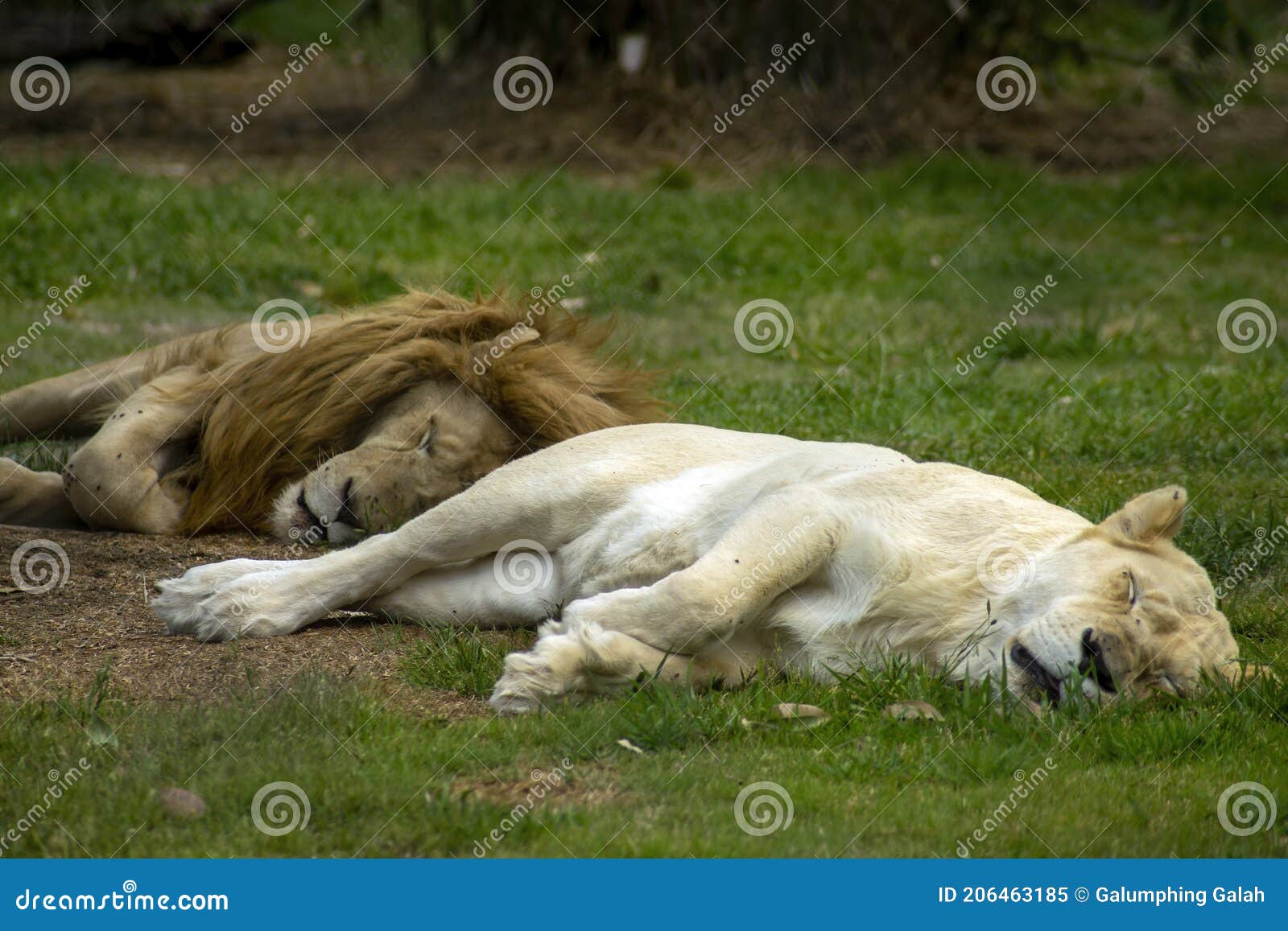 Nombre Científico De León Africano Panthera Leo Imagen de archivo - Imagen  de durmiendo, rojizo: 206463185