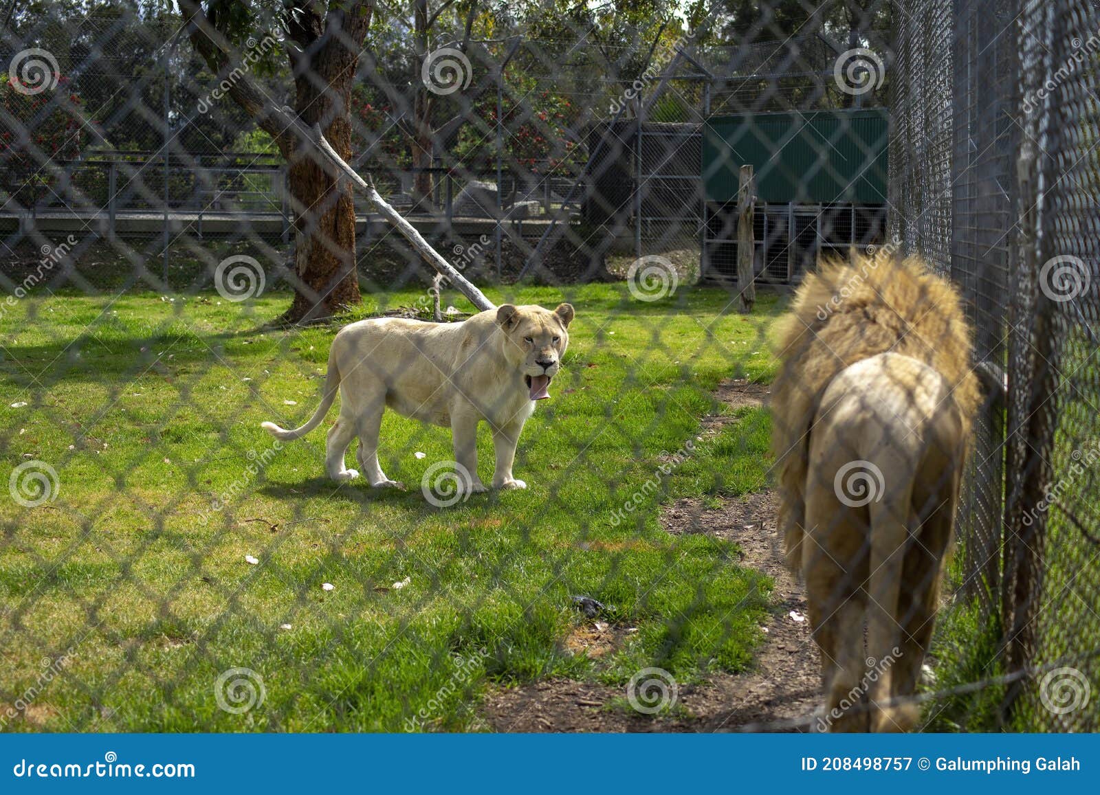 Nombre Científico De León Africano Panthera Leo Imagen de archivo - Imagen  de safari, blanco: 208498757