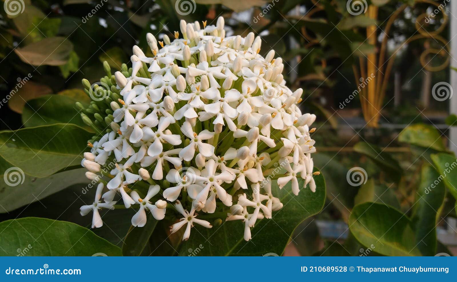 Nombre Científico Flor Aguja : Ixora Chinensis Lamk. Ixora Spp. Floración  Todo El Año. Este Tipo De Flor De Aguja Es Blanca. Tarea Foto de archivo -  Imagen de redondo, asia: 210689528