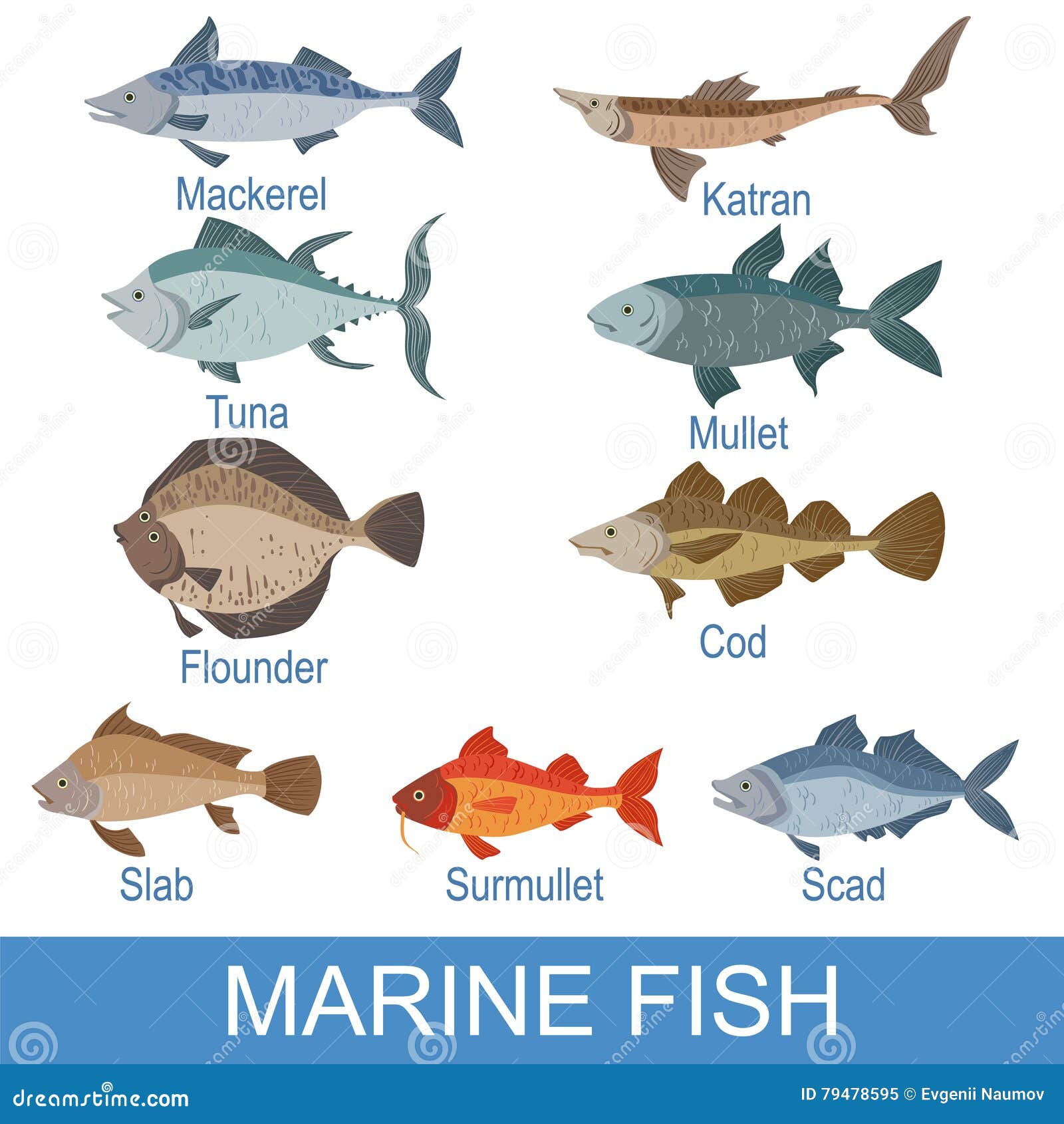 Nombres De Marine Fish Identification Slate with Ilustración del Vector