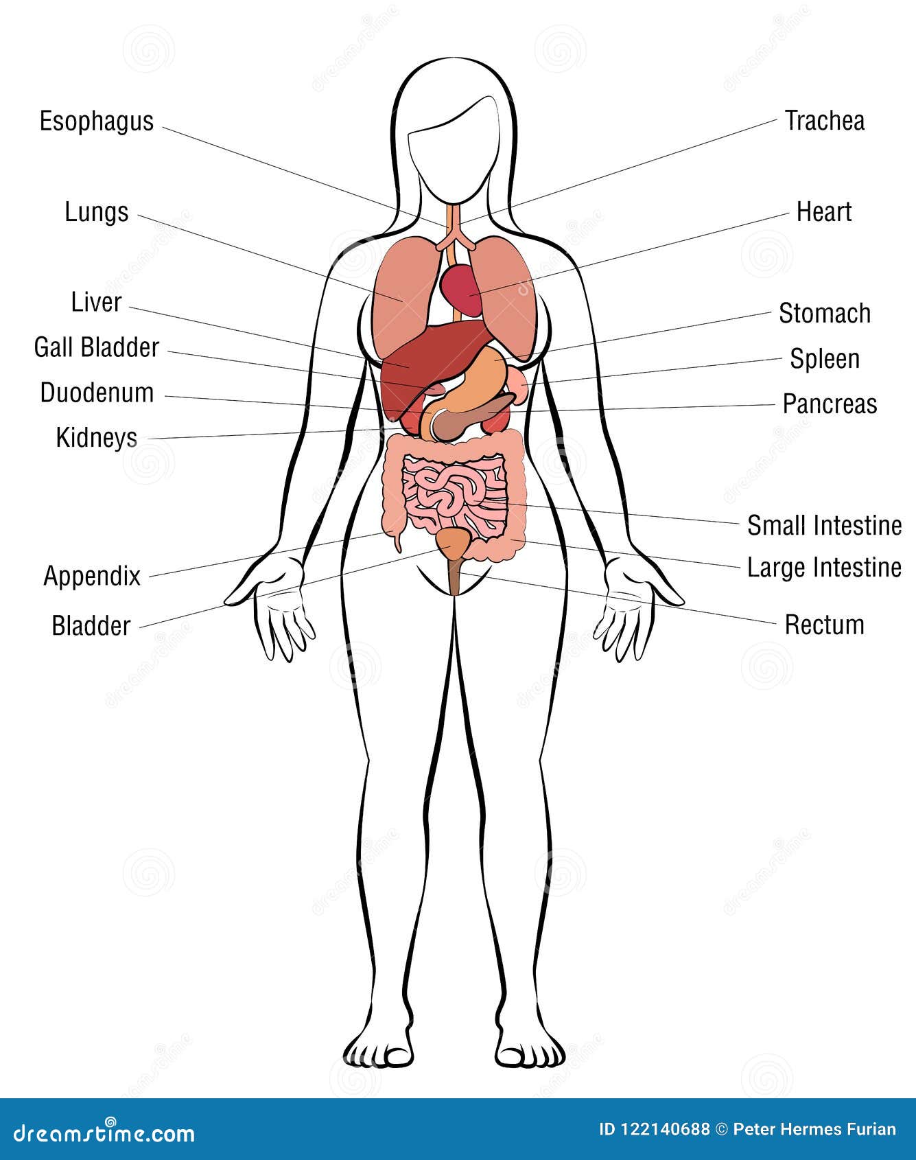 Nombres Del Cuerpo Femenino De Los órganos Internos Ilustración del Vector  - Ilustración de ciencia, médico: 122140688