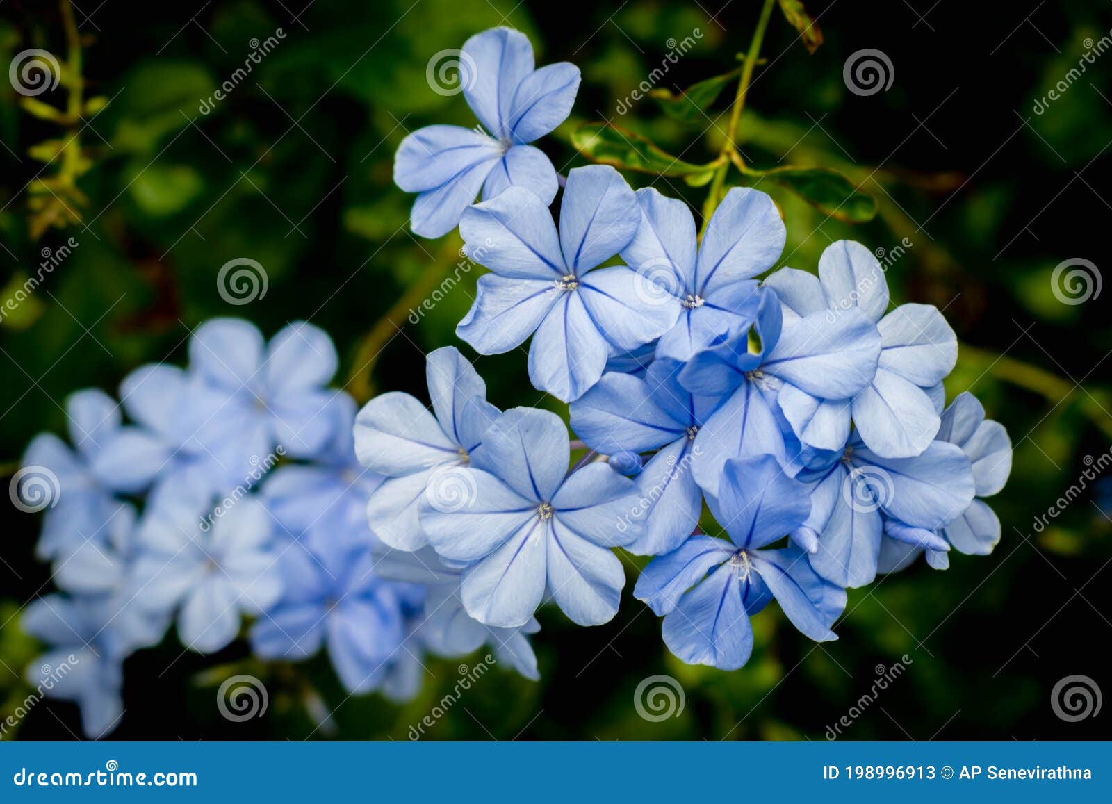 Nome Comum Do Mosto De Capa Da Flor De Plumbago Auriculata Também Chamada  Flor De Jasmim Azul Imagem de Stock - Imagem de pétala, imagem: 198996913