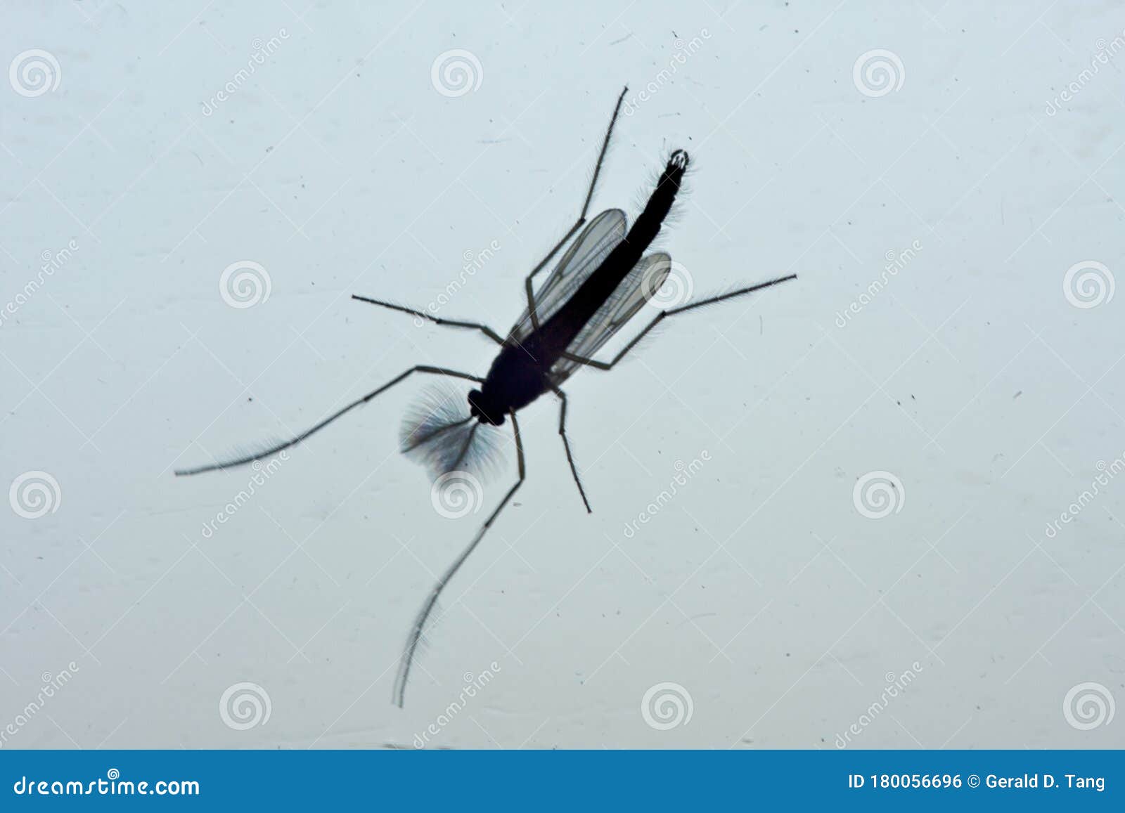 non-biting midge 803952