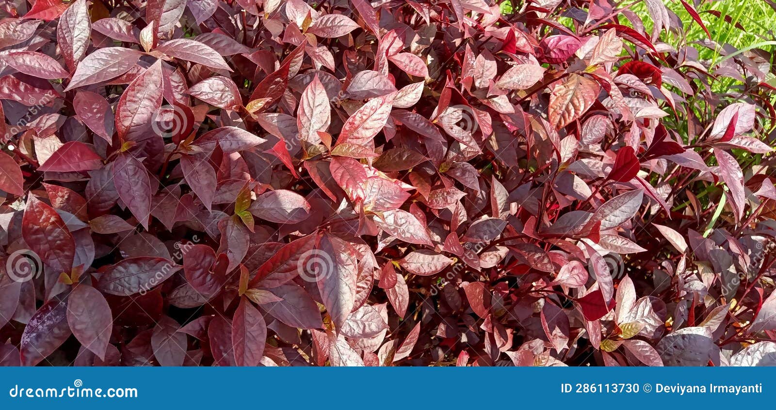 Non flowering plants stock photo. Image of produce, plants 286113730