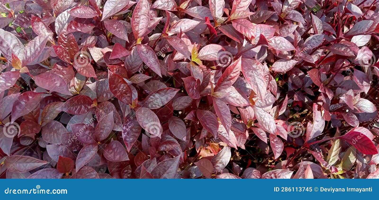 Non flowering plants stock image. Image of branch, spring 286113745