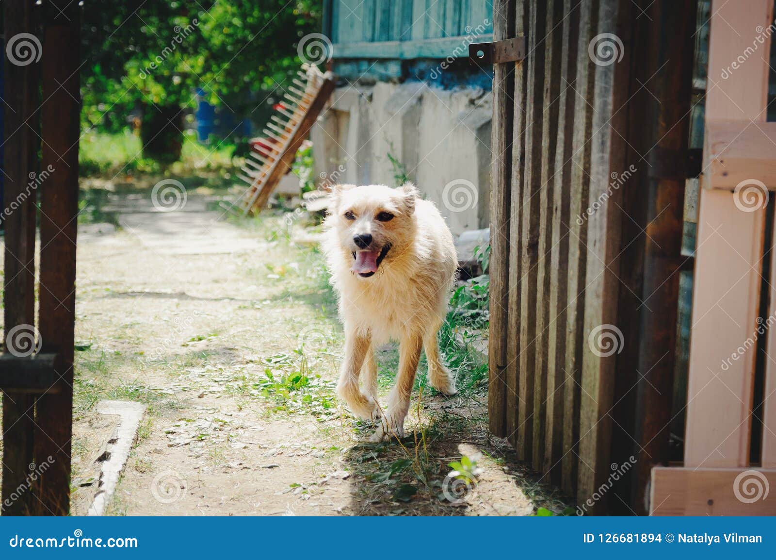 A dog guards his house. stock photo. Image of gray, loneliness 126681894