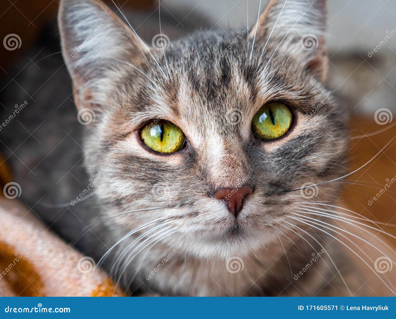 Grey Striped Alley Moggy Cat Resting On A Blanket Outdoors Stock Image Image Of Appearance Animal 171605571