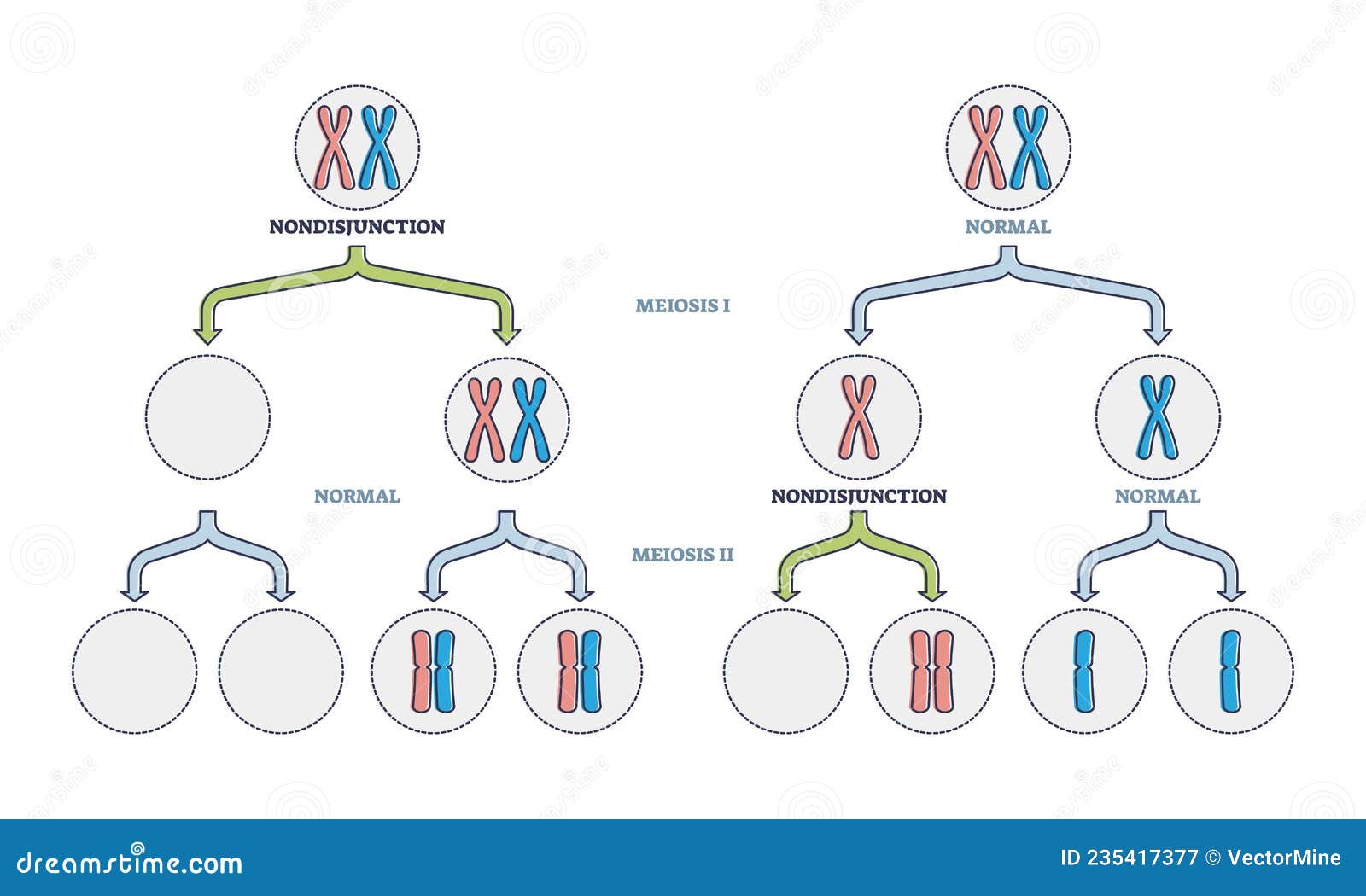 Nondisjunction As Abnormal Meiosis Chromosome Number Failure Outline Diagram  Stock Vector - Illustration of process, science: 235417377