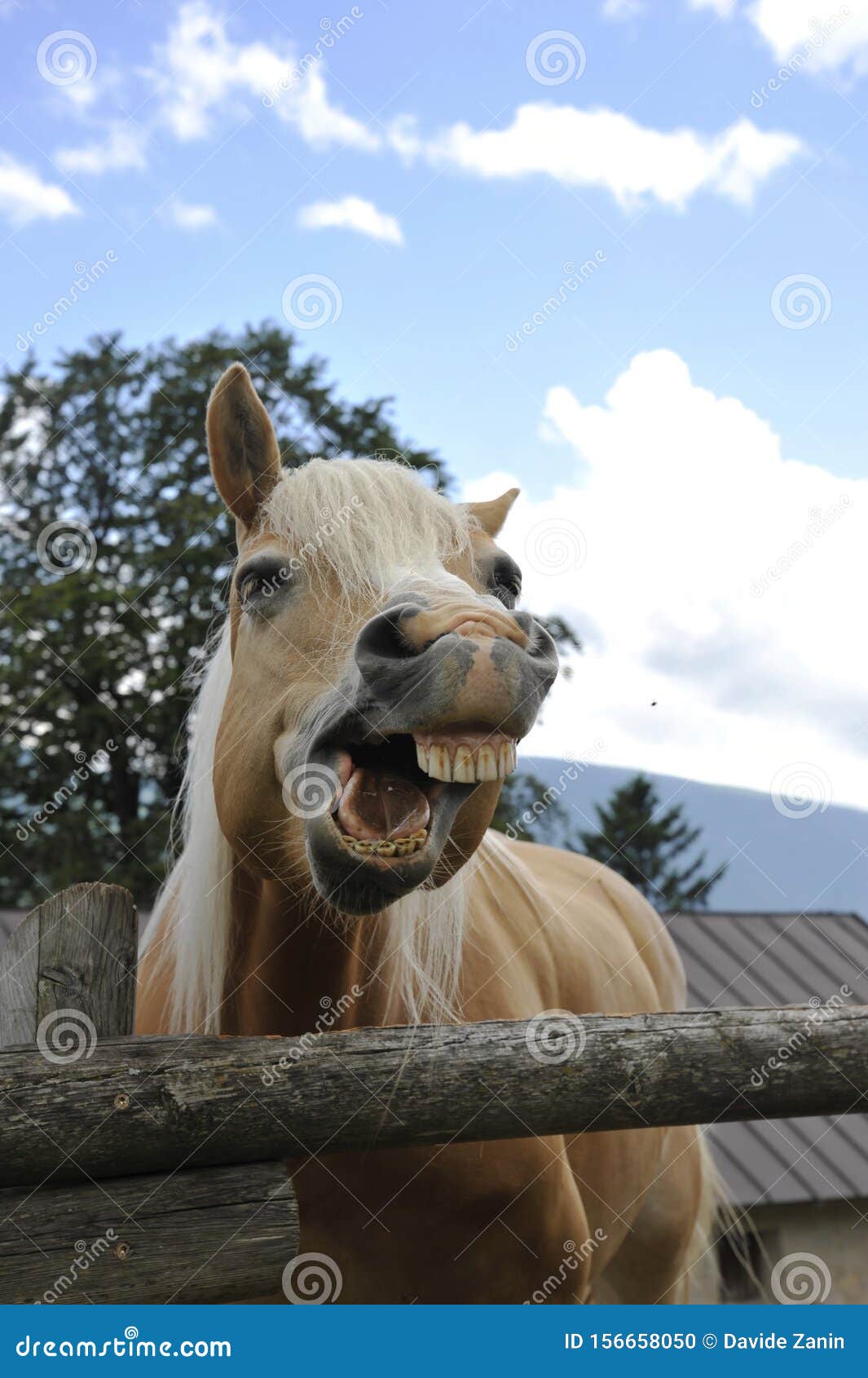 Cavalo de riso foto de stock. Imagem de sorriso, feliz - 59526366