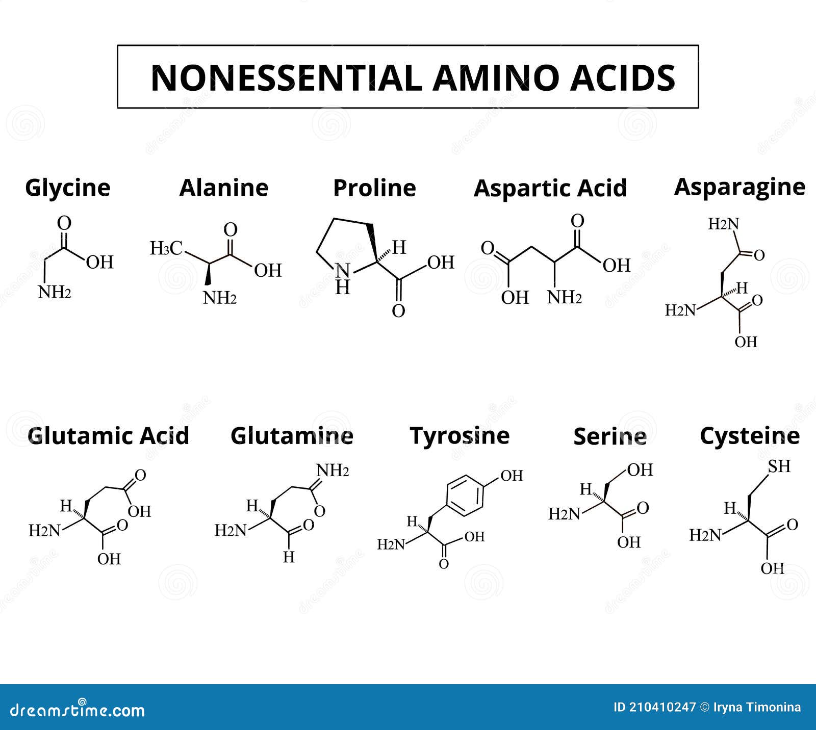 Nonessential Amino Acids A Set Of Amino Acids Chemical Molecular Formulas Of Amino Acids Stock